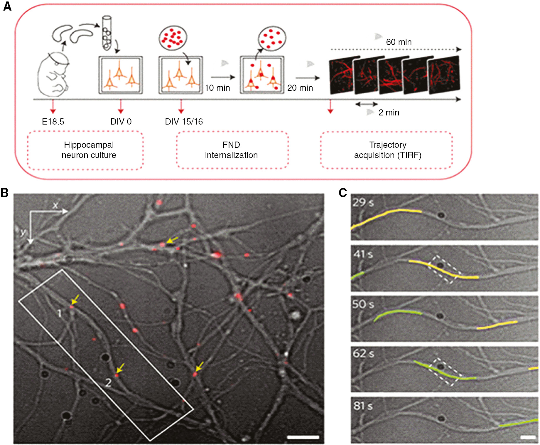 Figure 8: Intracellular tracking of fluorescent nanodiamonds in neuron.(A) An experimental illustration from hippocampal neuron culturing and fluorescent nanodiamonds internalization to imaging. (B) Optical image of the neuronal branches merged with the fluorescence channel showing four FNDs moving within dendrites (yellow arrows). During the 2-min video, two FND-containing endosomes, labelled 1 and 2, were observed moving towards the cell soma in the same branch (scale bar, 5 μm). (C) Optical image of the positions of these two FNDs (1 in yellow; 2 in green), determined by particle tracking, with a persistence of 10 s, at different times. Adapted from [102].