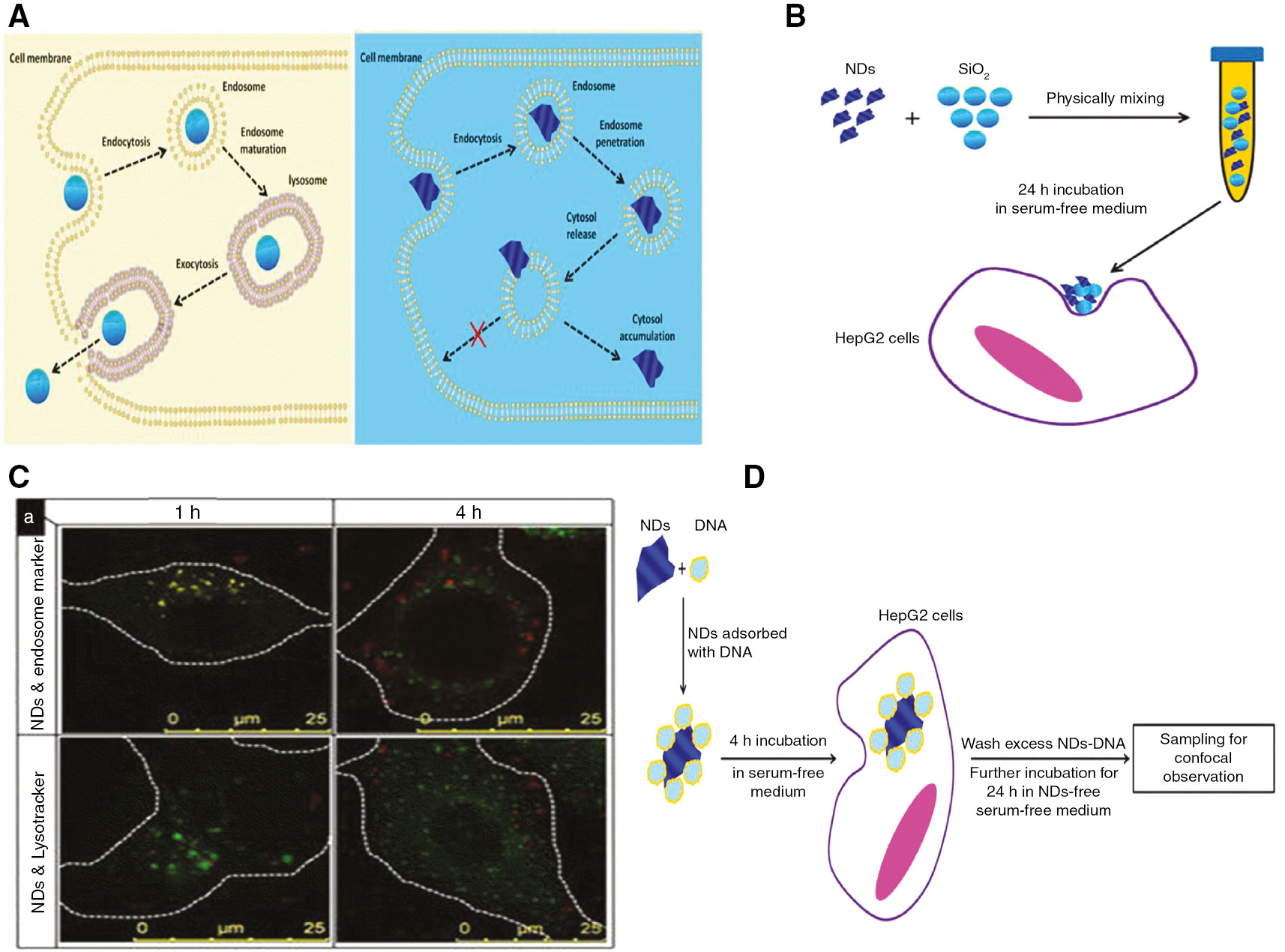Figure 9: An illustration of rough nanodiamonds effects in living cells.(A) An illustration showing nanoparticle (NPs) with low sharpness and sharp corners entering the cell. Left, round NPs enter cells via endocytosis with the endosome as the vehicle and finally exit the cell. Right: a sharp-shaped nanoparticle enters the cell via endocytosis with the endosome as the vehicle and escapes the endosome by rupturing the endosomal membrane and staying in the cytoplasm for a long time. Adapted from [113]. (B) A schematic demonstration of how nanodiamonds escape the endosomal membrane. (C) Confocal images of efficient nanodiamonds delivery into HepG2 cells after cell incubation with nanodiamonds in serum-free medium for 1 or 4 h. (D) A schematic illustration of nanodiamonds as a successful carrier for gene (DNA) in cells. Adapted from [114].