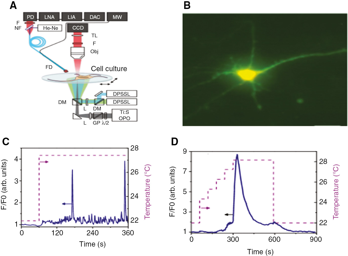 Figure 11: Temperature sensing capability of FNDs (NV center) in neurons.(A) An illustration of experimental setup of fiber-optic thermometry of single thermogenetically activated neurons, details about the system in [132]. (B) Fluorescence image of a laser-activated neuron. Fluorescence of the Ca+2 sensor in a laser-activated neuron (solid line) increases (C) or decreases (D) as the temperature increases or decreases (dashed line) above or below the activation threshold for TRPA1-expressing neurons. Adapted from [132].