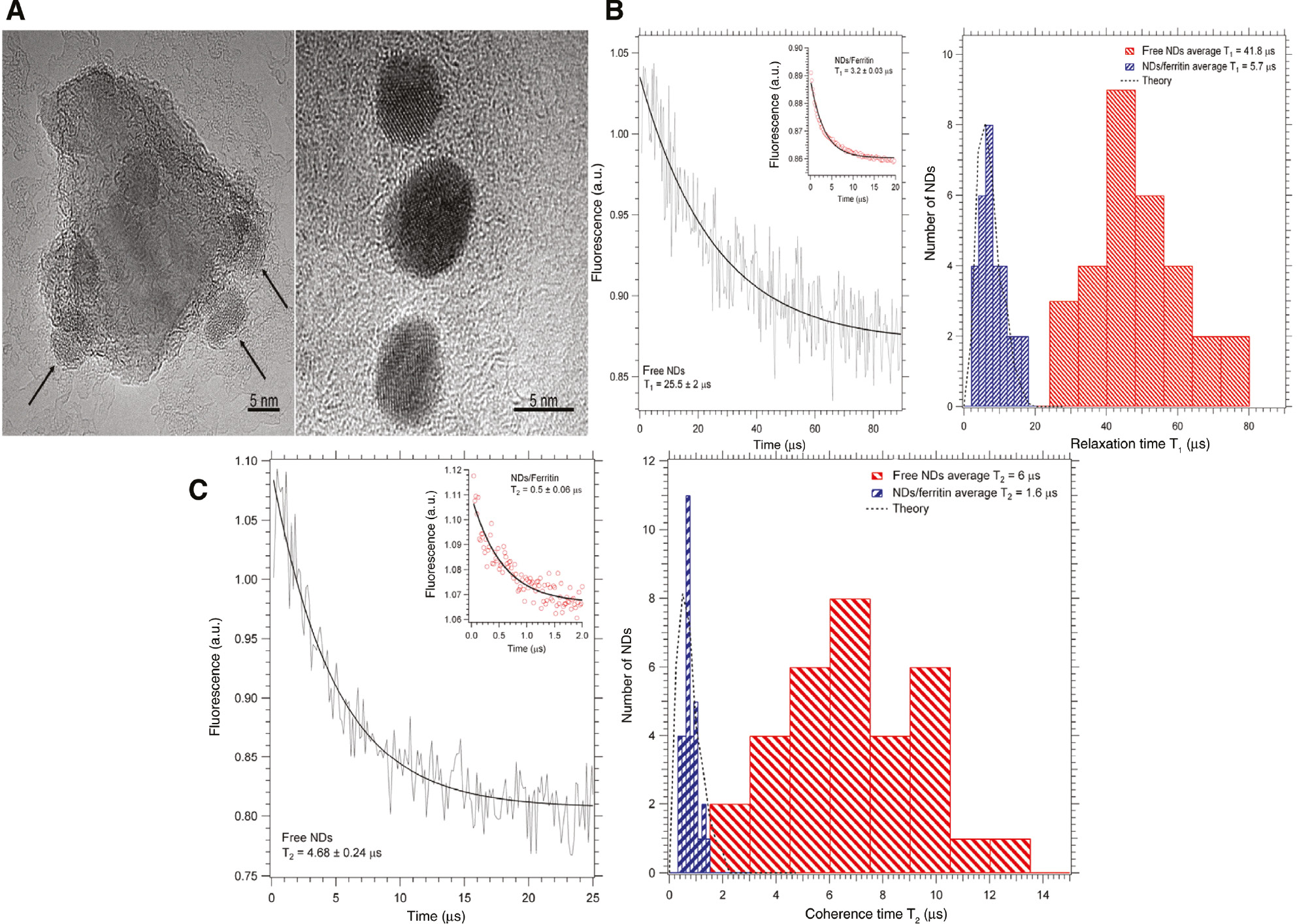 Figure 14: Single protien detection via magnetic relaxation of the NV center in FNDs.(A) High resolution images of ferritin molecules (right) showing the iron containing core and single nanodiamond covered with ferritin (left). The arrows indicate the position of the metalloprotein on the surface of the NDs. (B) The electron spin−lattice relaxation time T1 of NV in NDs without coating with protein (left) and in ferritin coated NDs (left, inset). Statistical distribution of the T1 for free nanodiamonds (right, blue bars) and for ferritin coated nanodiamonds (right, red bars). (C) The electron spin−lattice relaxation time T2 of NV in NDs without coating with protein (left) and in ferritin coated NDs (left, inset). Statistical distribution of the T2 for free nanodiamonds (right, blue bars) and for ferritin coated nanodiamonds (right, red bars). Adapted from [151].