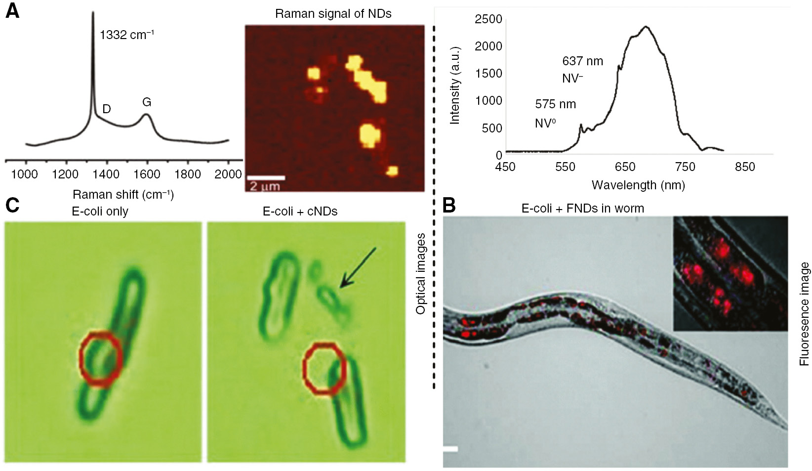 Figure 17: Diamond optical Raman and fluorescence signals for bacteria detection.(A) Raman peak of 100 nm diamond peaks at 1332 cm−1 (left). Optical Raman signal of NDs during the interaction of E. coli with cND-lysozyme complex (right). (B) NV center fluorescence of 100 nm interacted with E. coli inside a worm. Red spots are the NV luminescence in the optical image. (C) In the optical images, E. coli cells can be seen but the NDs cannot be seen beyond the diffraction limit of optical microscopes. Adapted from [47], [195].