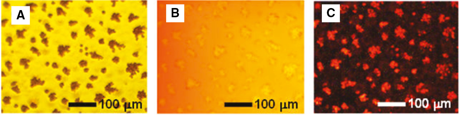 Figure 13: (A) Microscopy and (B) fluorescence microscopy images of a DNA/Ru(bpy)32+ hybrid film, showing the flat and aggregated regions. (C) Microscopic images of the film under a ±4V, 500Hz AC voltage in the ECL device.Reprinted with permission from Ref. [69]. Copyright (2017) Springer Nature.