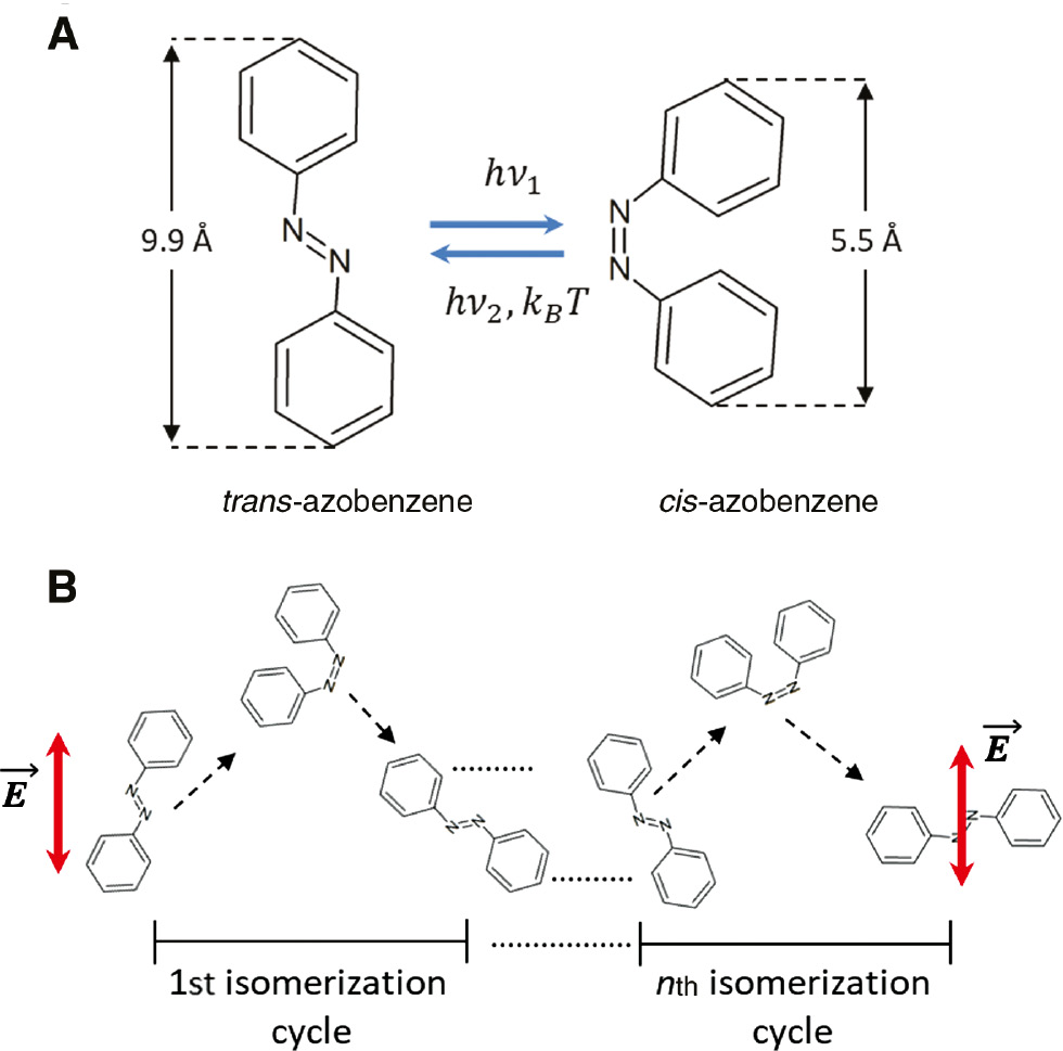 Figure 1: Molecular photo-dynamics of the azobenzene.(A) The structural conformation of two isomers of azobenzene. (B) Schematic illustration of the stochastic photo-alignment process of the azomolecules irradiated by linearly polarized light. The direction of molecular alignment is determined by the direction of the electric vector E→$\vec E$ in the irradiating optical field.