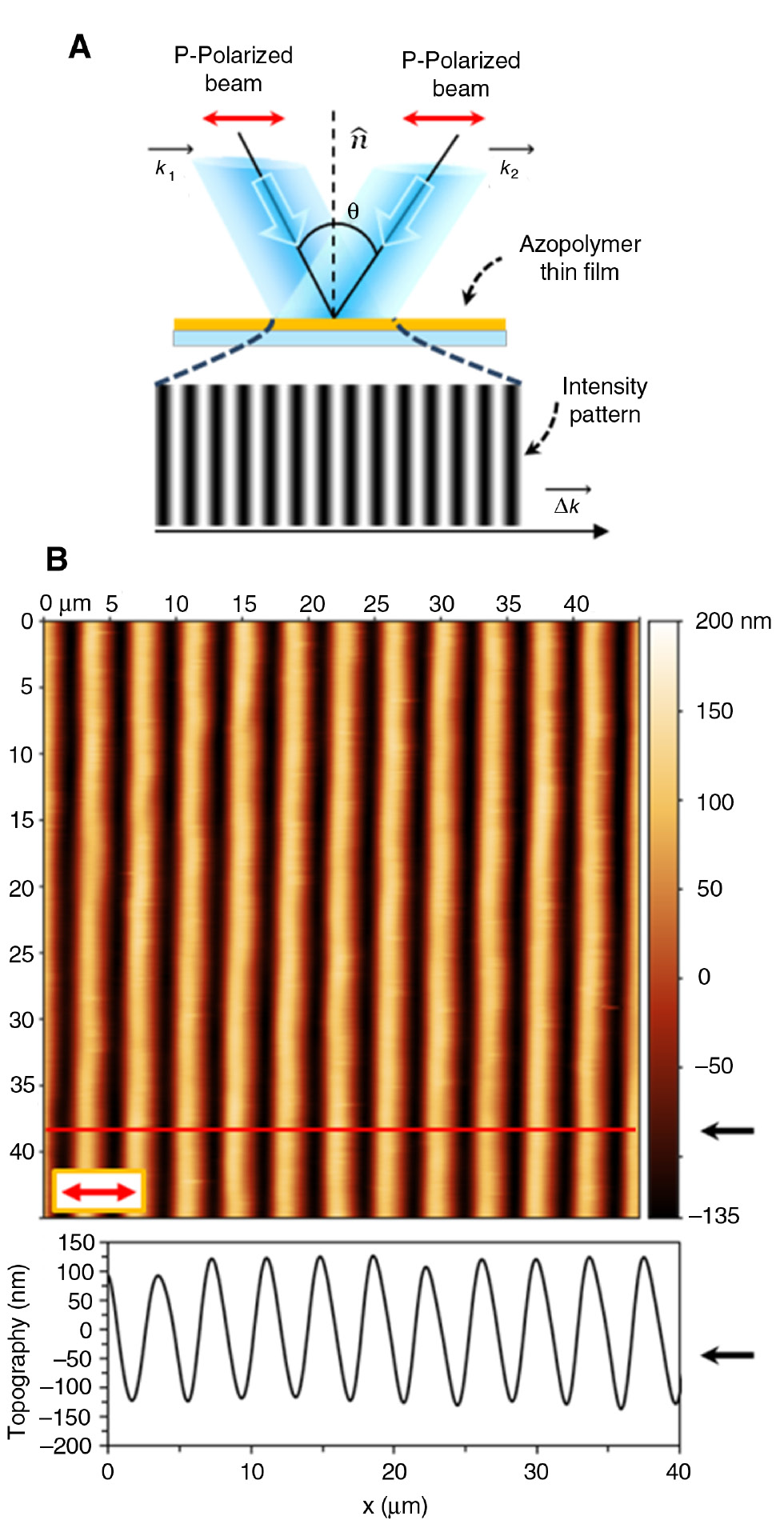 Figure 2: The SRGs induced onto an azopolymer film by the irradiation of an intensity pattern produced by two interfering p-polarized beams.(A) Schematic representation of the typical illumination configuration used for the inscription of SRGs. (B) AFM image and amplitude topographic profile (traced along the red line) of the SRGs in (A). The red arrow indicates the polarization direction of the two interfering beams.