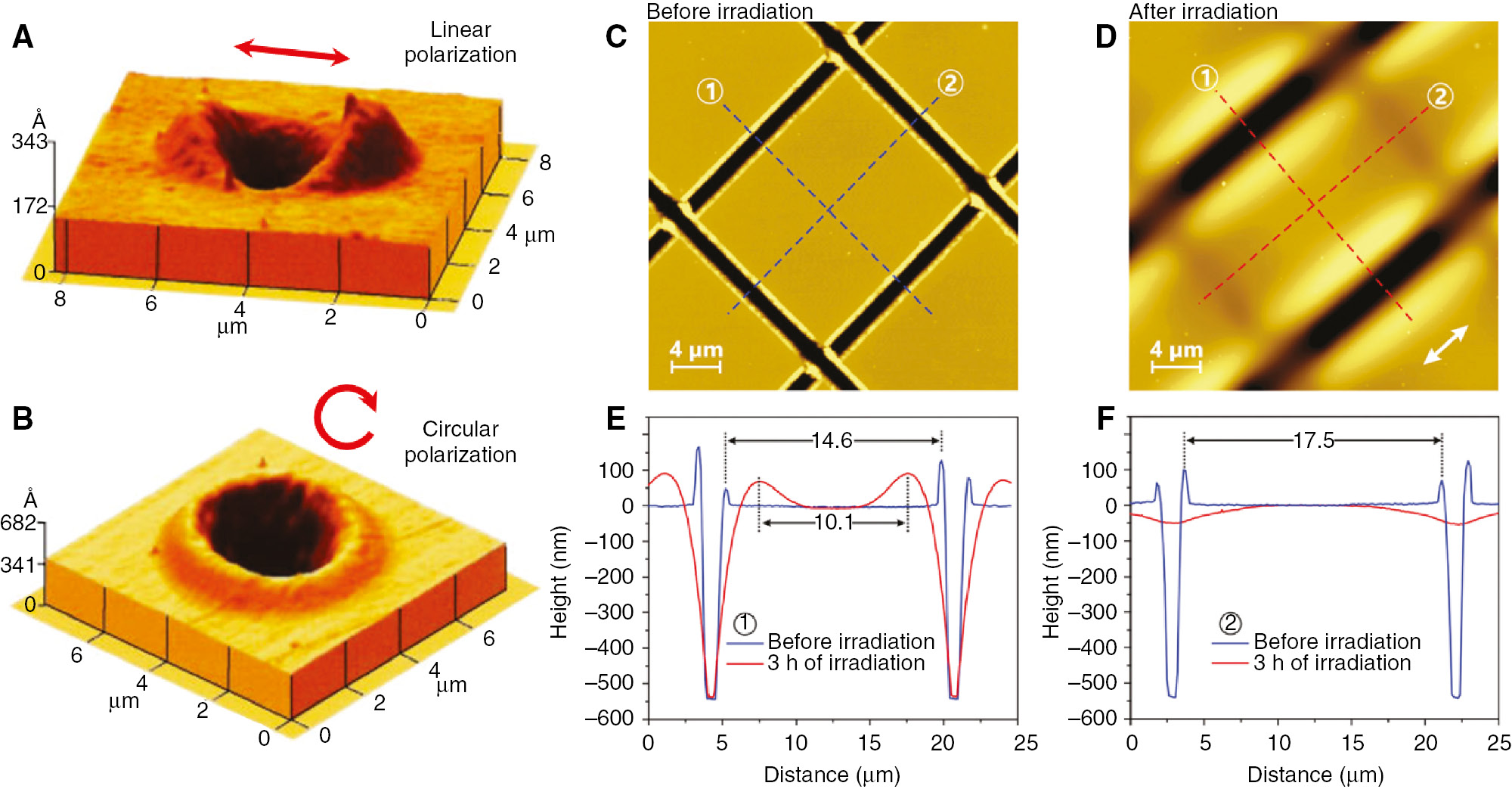 Figure 3: Polarization-dependent directional mass transport in azopolymers.Surface reliefs resulting from linearly (A) and circularly (B) focused Gaussian beams. (A–B) Adapted from Ref. [101] with permission from AIP Publishing. (C–F) Polarization-dependent selective filling of scratches practiced in orthogonal directions over an azopolymer surface. Reproduced from Ref. [102] with permission from the Royal Society of Chemistry.
