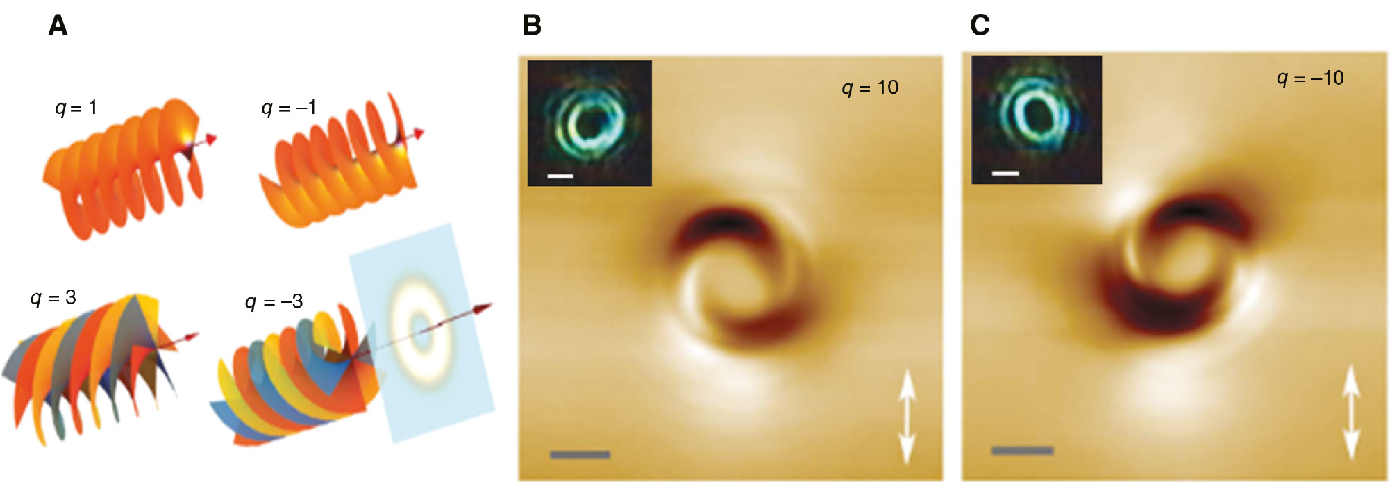 Figure 6: The spiral surface reliefs and the wavefront sensitivity.(A) Illustration of the helically shaped wavefronts (dependent on the vortex topological charge q) and doughnut-shaped intensity profiles of optical vortex beams. (B) AFM images of the spiral surface reliefs generated by a focused, linearly polarized, q=10 vortex beam (polarization direction indicated by white arrows). The inset shows the optical image of the irradiating light intensity pattern. (C) Same as in (B) for the spiral surface relief generated by a focused q=−10 vortex beam. Scale bars: 1 μm. Adapted with permission from Ref. [149], copyright 2012, Springer Nature.