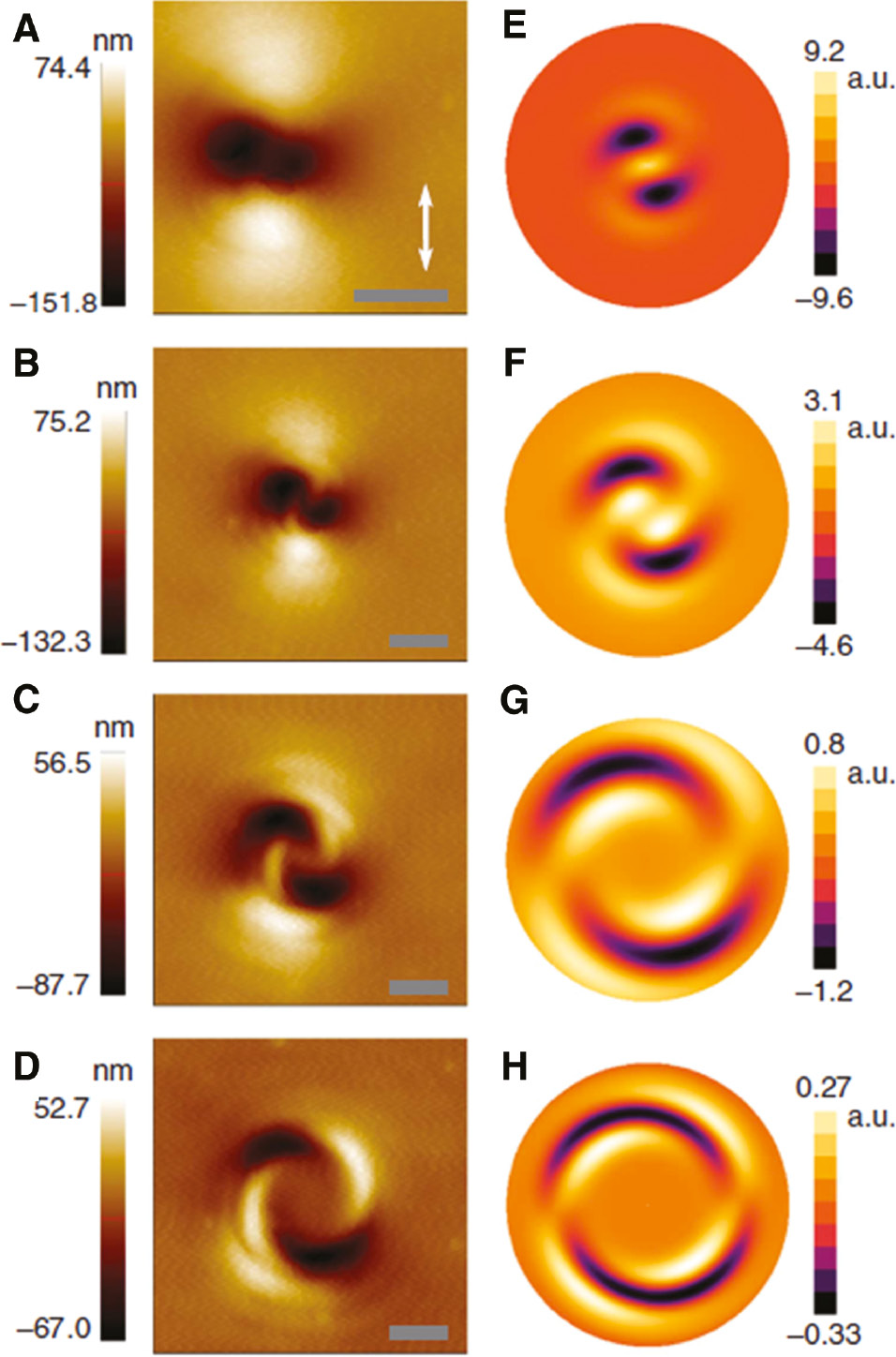 Figure 8: The spiral surface reliefs predicted by the phenomenological model proposed in Ref. [149].(A–D) AFM images and (E–H) relative predicted spiral surface reliefs for different vortex topological charges. The light polarization direction is indicated by the white arrow. Scale bars in panels (A–D): 900 nm. Reprinted with permission from Ref. [149], copyright 2012, Springer Nature.