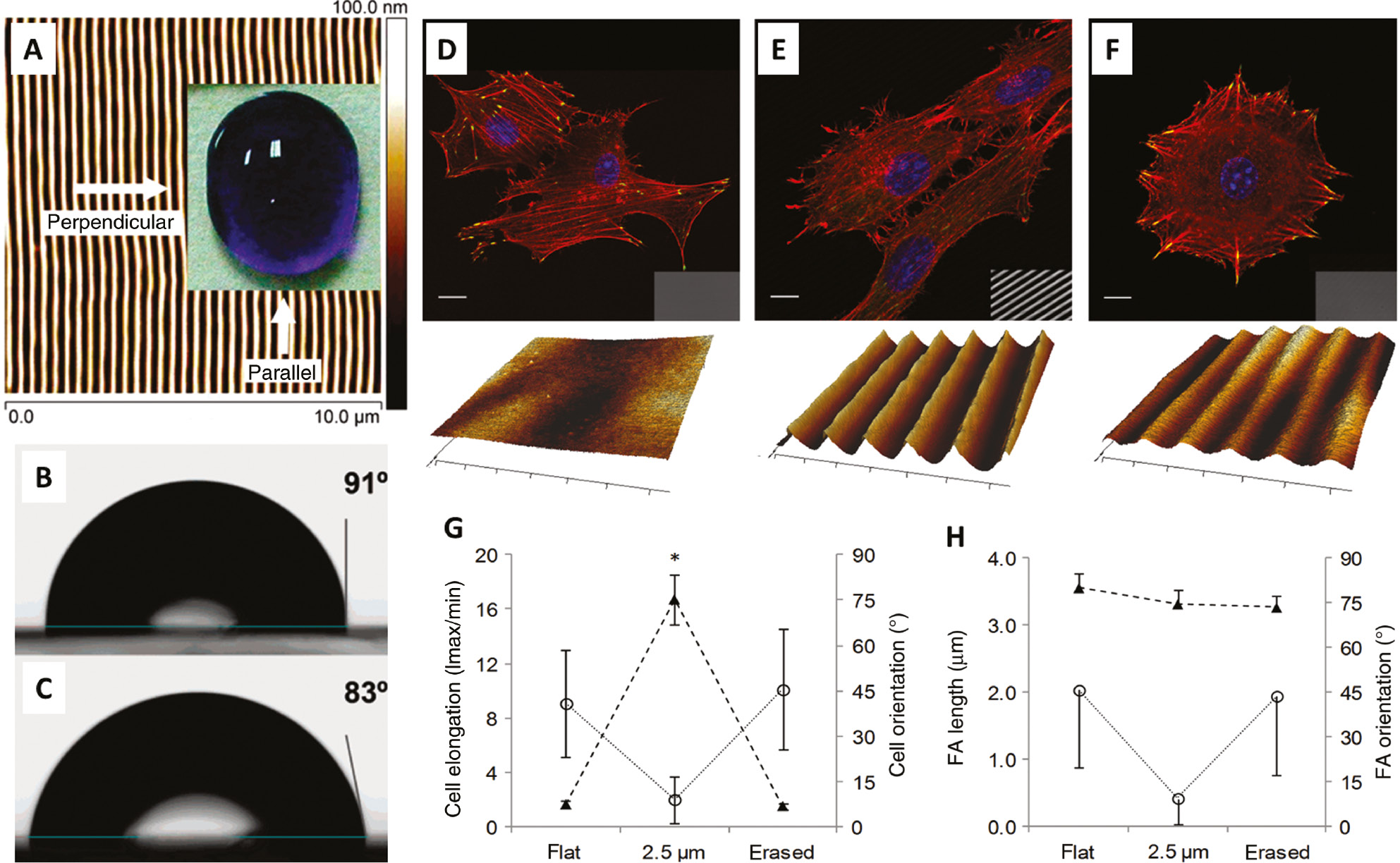 Figure 12: Anisotropic wettability and adhesion properties of sinusoidal 1D SRGs.(A) Topographical AFM image of a sinusoidal SRG and (inset) top view of a 5-μl water droplet containing blue dye. (B) and (C) Side views of the droplet seen from the direction parallel and perpendicular to the SRG grooves, respectively. Adapted with permission from Ref. [199], copyright 2007, American Chemical Society. Confocal images of NIH-3T3 cells cultivated on (D) flat azopolymer substrate, (E) patterned sinusoidal SRGs, (F) erased SRGs. Scale bars: 10 μm. (G) Plots of cell elongation and cell orientation. (H) Plots of the FA length () and orientation (○). Reproduced with permission form Ref. [202], copyright 2015, American Chemical Society.