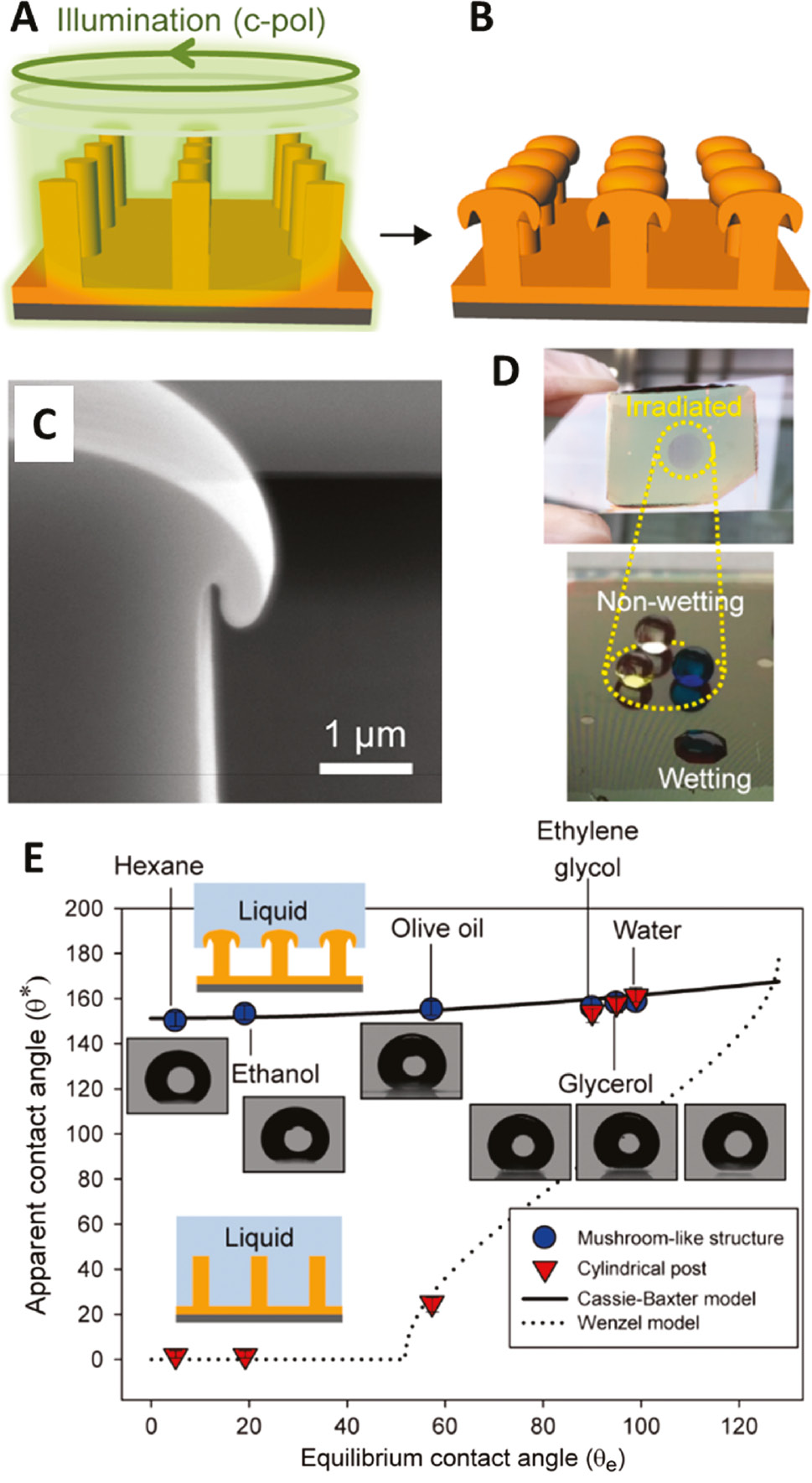 Figure 19: Mushroom-shaped azopolymer omniphobic surfaces.(A) and (B) Schematic representation of the light-induced reconfiguration of the pristine array of cylindrical imprinted micropillars. Circular polarized light is used to produce mushroom-like microstructures. (C) SEM side view of a fabricated mushroom-like pillar. (D) Photograph of the prepatterned azopolymer pillar array exhibiting an omniphobic behavior only in the irradiated regions where the mushroom-like structures are present. (E) Apparent contact angle (θ*) as a function of the equilibrium contact angle (θE) for the mushroom-like pillar array (denoted by the circles) and cylindrical pillar array (inverse triangles). Insets show apparent contact angles of six different liquids deposited on the mushroom-like pillar array. Adapted with permission from Ref. [294], copyright 2017, American Chemical Society.