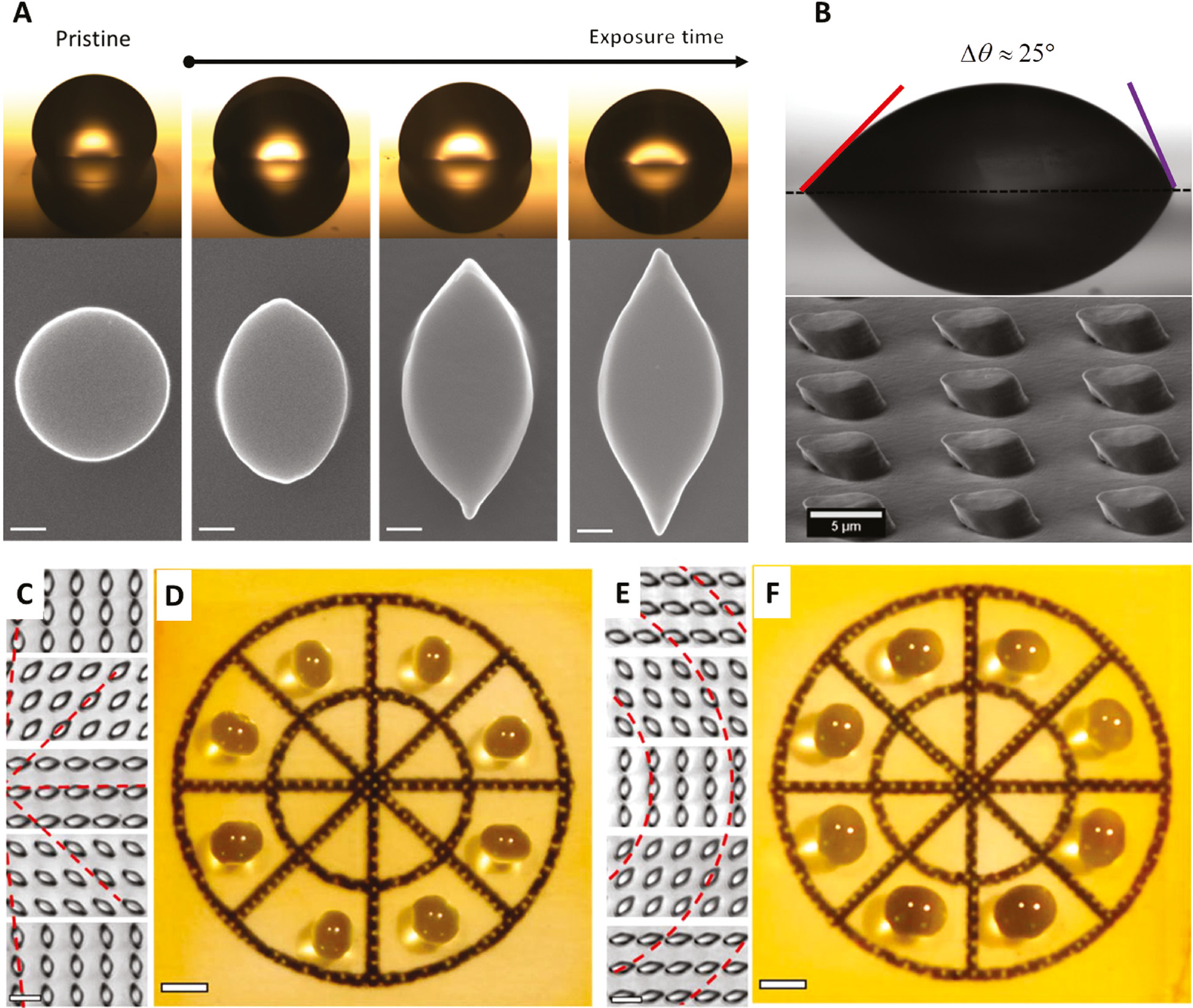 Figure 20: Anisotropic wetting behavior of azopolymer micropillars reconfigured with linear light polarization.(A) Optical images (top) of water droplets highlighting the variation of the contact angle observed along the direction of the long axis of the asymmetric reconfigured azopolymer microstructures shown in the SEM images (scale bar: 1 μm) at increasing light irradiation time. Unidirectional left-right wetting anisotropy induced onto a liquid droplet deposited onto the array of tilted micropillar resulting from the irradiation of the pristine cylindrical micropillars at the incidence angle of φ=45°. (C) and (E) Optical micrographs of different regions of the array of pillars reshaped with the radially and azimuthally polarized beams, respectively (scale bar: 10 μm). (D) and (F) Photographs of liquid droplets placed in different regions of the radially and azimuthally reconfigured array, respectively (scale bar: 1 mm). Adapted with permission from Ref. [267], copyright 2017, American Chemical Society.