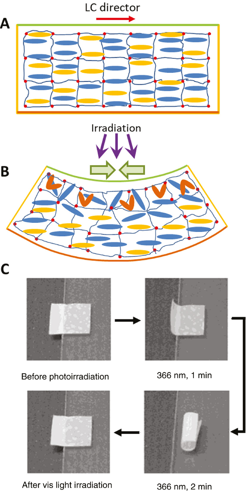 Figure 22: Photoinduced bending of an azo-LCE film along the LC director.(A) Schematic illustration of the molecular arrangement of cross-linked LC network (crosslinks represented by red spots) constituted by non-photoresponsive mesogens (blue) and azomolecules (yellow). (B) Schematic illustration of the photo-isomerized gradient of azomolecules along the direction of the film thickness causing the bending of the LCE film. (C) Bending and unbending behavior of an azo-LCE film along the molecular alignment direction irradiated with UV and visible light (adapted with permission from Ref. [313], copyright 2004, American Chemical Society).