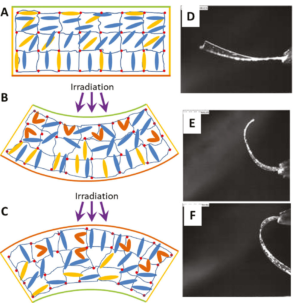 Figure 23: The bending behavior of an azo-LCE film with splayed alignment.(A) Illustration of the molecular arrangement. If the film is irradiated exposing the surface (green) with planar alignment, the film bends upward (B). On the contrary, if the surface exposed has homeotropic alignment (orange), the film bends downward (C). (D–F) Experimental bending behavior of an azo-LCE film with splay alignment showing increased bending in respect to a fully planar film (D) and the inversion of the bending direction if illuminated at planar (E) and homeotropic (F) sides. (D–F) Adapted with permission from [316], copyright 2007, Springer Nature.