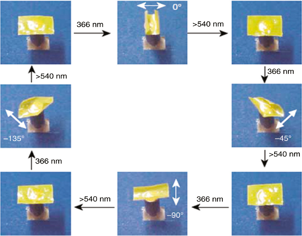Figure 24: The polarization-dependent bending and unbending behavior of polydomain azo-LCE films.The bending direction is determined by the direction of the irradiated linearly polarized UV light. Adapted with permission from Ref. [324], copyright 2003, Spinger Nature.