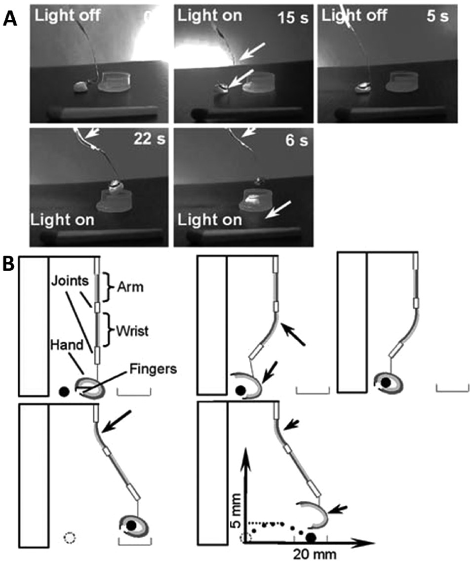 Figure 25: Robotic photo-actuated LCE arm.(A) Photographs of the robotic arm manipulating an object weighing 10 mg. (B) Schematic illustrations of the actions of the robot shown in (A). Reproduced from Ref. [333] with permission from the Royal Society of Chemistry.