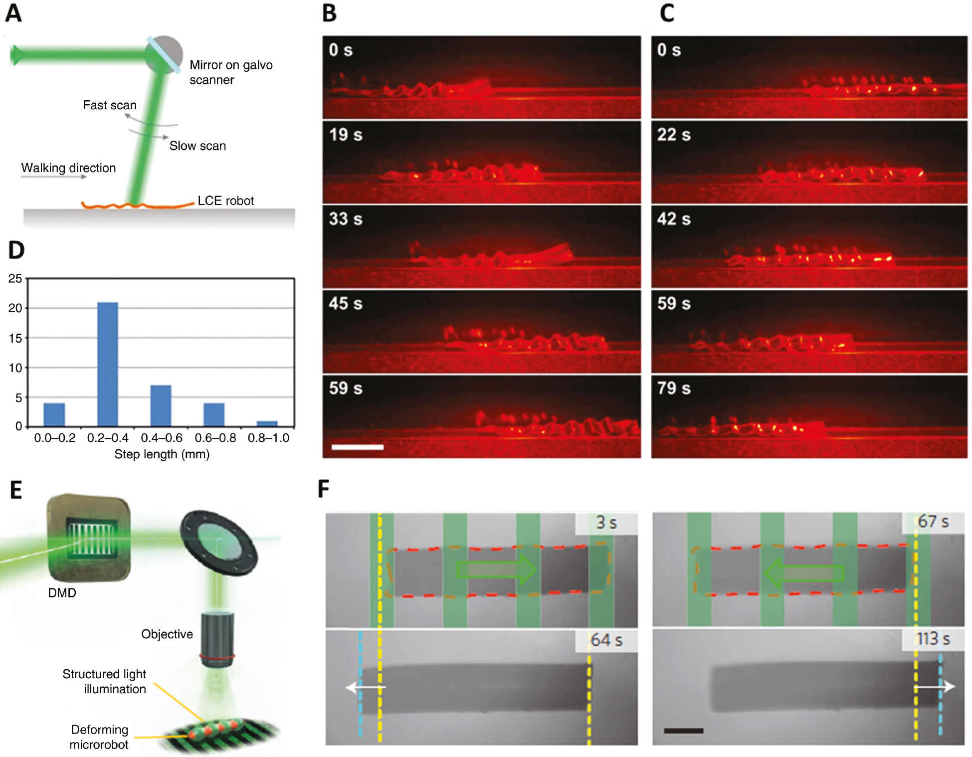 Figure 26: Light-fueled walking and swimming azo-LCE robots.(A) Schematic representation of the experimental setup. A laser spot is repeatedly scanned across the LCE film producing forward (B) and backward (C) walking steps (Scale bar: 5 mm). (D) Histogram of the step length. (A–D) Reproduced from Ref. [319] with permission from John Wiley and Sons, copyright 2016. (E) Spatially and temporally modulated light pattern scanned across a microrobot though a digital micromirror device (DMD). (F) The robot swims in the direction opposite to that of the travelling light wave (Scale bar: 200 μm). (E–F) Adapted with permission from Ref. [337], copyright 2016, Springer Nature.