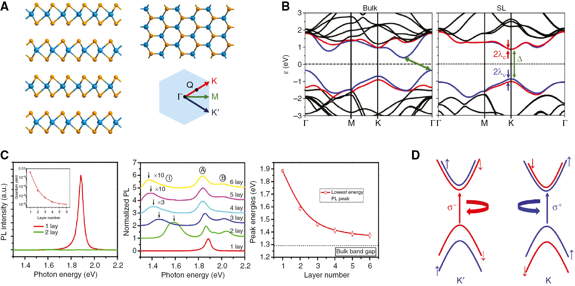 Figure 1: Electronic and optical properties of SL TMDCs.(A) Structure of MX2, blue spheres represents transition metal M atoms, while brown spheres represent chalcogen X atoms. (B) The energy band structure of bulk (left) and SL (right) pristine MoS2, which shows that bulk MoS2 is an indirect while SL MoS2 is a direct band gap semiconductor. Basic topology of the band structure for all TMDCs is essentially the same, details are, however, different which are summarized in Table. 1. Blue curves show the valance band (VB) and conduction band (CB), while red curves show VB-1 and CB+1. (C) Photoluminescence spectra, which show an order of magnitude difference in absorption between SL and bilayer MoS2[3]. Also it can be seen that band gap shifts as a function of thickness. (D) A schematic illustration of circular dichroism. Electronic bands around K and K′ points (for instance for MoX2). Spin and valley degrees of freedom are locked together, which results in optical valley-dependent selection rules.