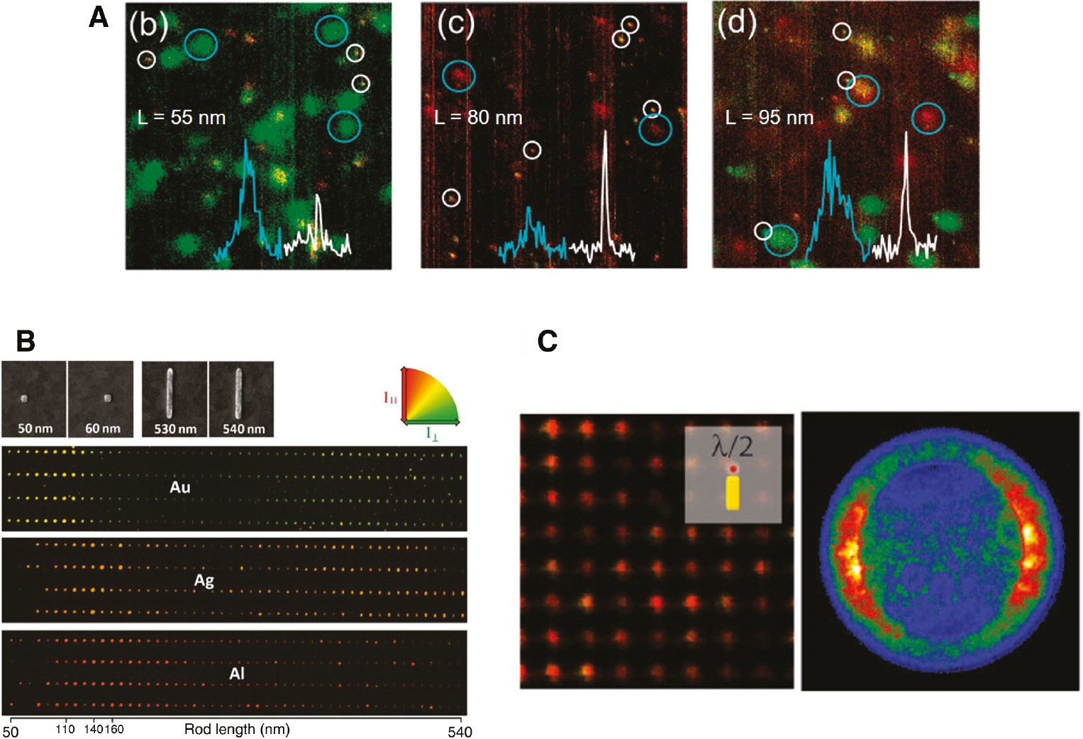 Figure 2: Properties of optical antennas.(A) Resonance property of the optical rod antenna, (B) polarization property of the optical rod antenna, and (C) omnidirectional far-field radiation pattern of the optical rod antenna. (A) Reprinted with permission from Ref. [10]. Copyright 2007 American Chemical Society. (B) Reprinted with permission from Ref. [27]. Copyright 2011 American Chemical Society. (C) Reprinted with permission from Ref. [29]. Copyright 2010 AAAS.
