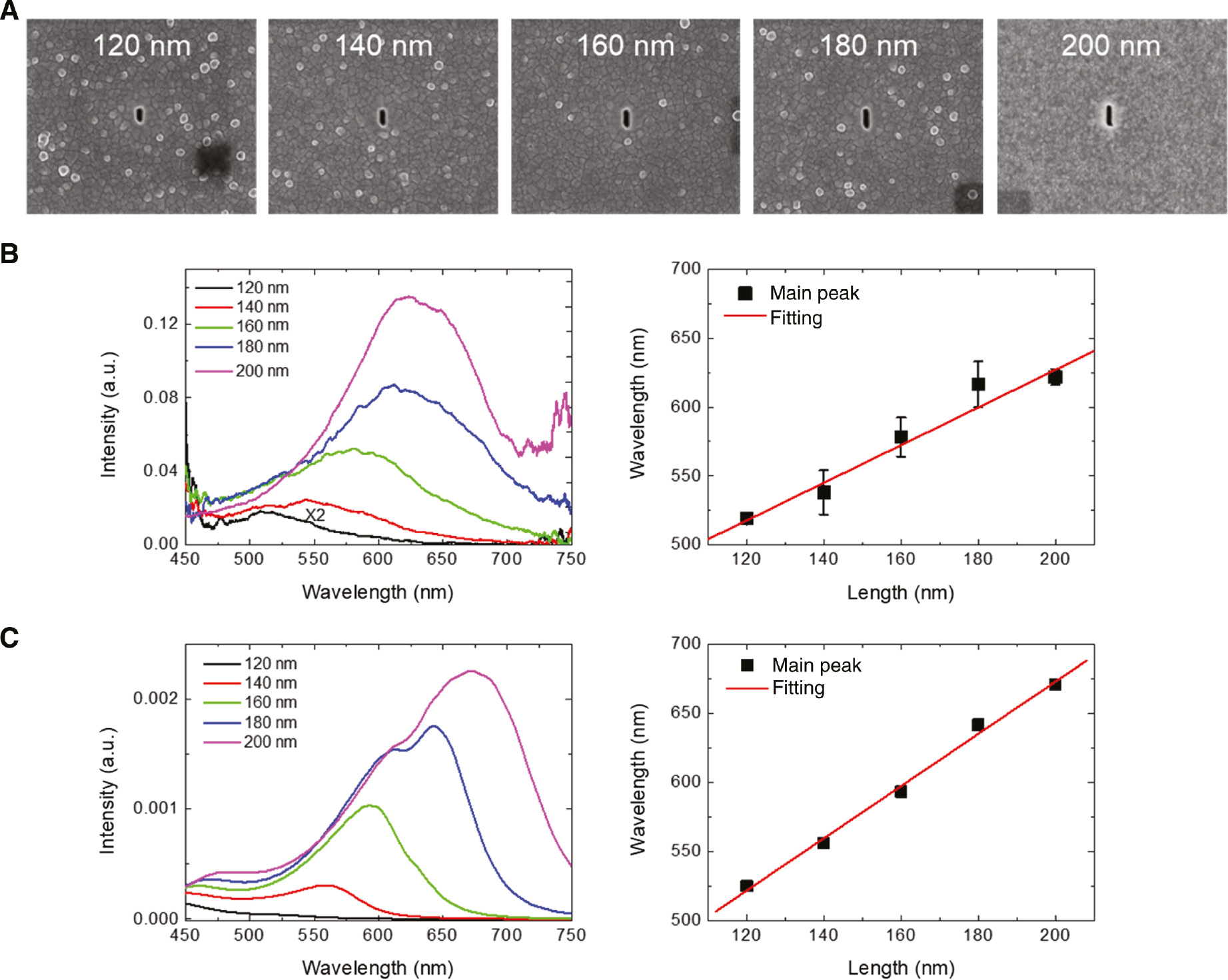 Figure 3: Resonance property of metallic nanoslots.(A) Scanning electron microscope (SEM) images of metallic nanoslots of different lengths and (B) transmission spectra measured in the fabricated nanoslots. (Left) Wavelengths of the main peaks in the measured transmissions were redrawn as functions of the slot length and (Right) red line shows the linear fitting. (C) Transmission spectra of the nanoslots calculated by 3D-FDTD. (Left) Wavelengths of the main peaks in the calculated transmissions were redrawn as functions of slot length and (right) ted line shows the linear fitting.