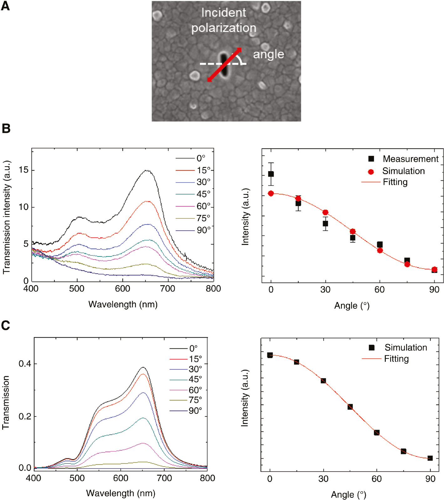 Figure 4: Polarization property of a metallic nanoslot.(A) SEM image of single slot with 145 nm length and schematics of the incident polarization angle, (B) spectra measured while changing the polarization angle of the incident light (left) and the graph of the maximum intensity as a function of the polarization angle (right), and (C) spectra simulated by the 3D-FDTD simulation (left) and the redrawn graph (right).