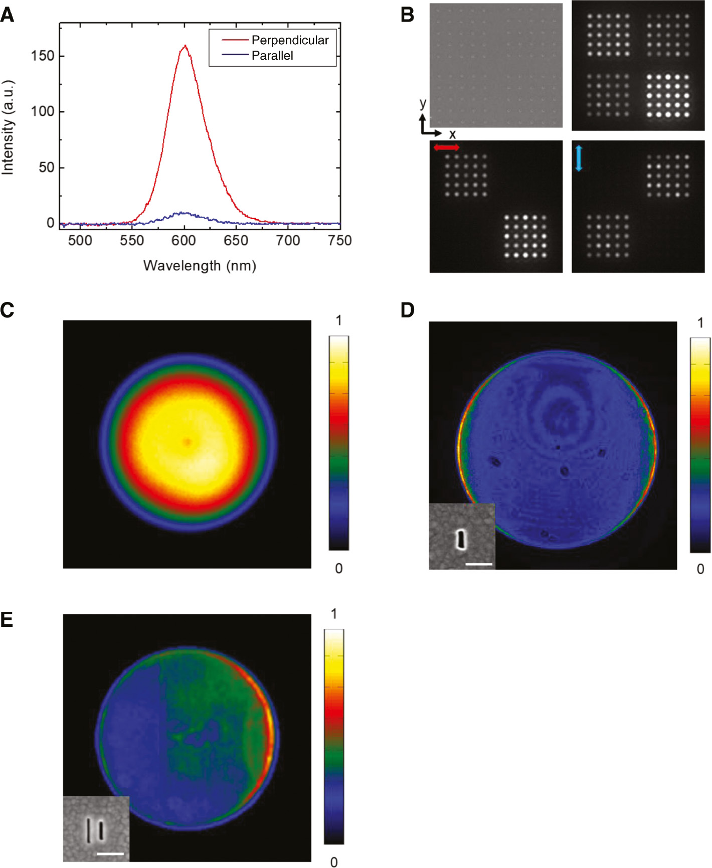 Figure 15: Properties of emission from antenna-integrated LEDs.(A) EL spectra from antenna-integrated LEDs measured while changing the direction of detection of polarization. (B) SEM image of antennas with the x- and y-directions (top left) and optical image of EL from LEDs with antenna-integrated electrodes (top right). Optical images of EL from LEDs measured by the polarizer along the x-direction (bottom left) and y-direction (bottom right). (C) Measured Fourier space image of emissions from LEDs without antenna. (D) Measured Fourier space image of emissions from LEDs with single slot antenna. (E) Measured Fourier space image of emissions from LEDs with slot-groove antenna. The white lines in the SEM images correspond to 200 nm.
