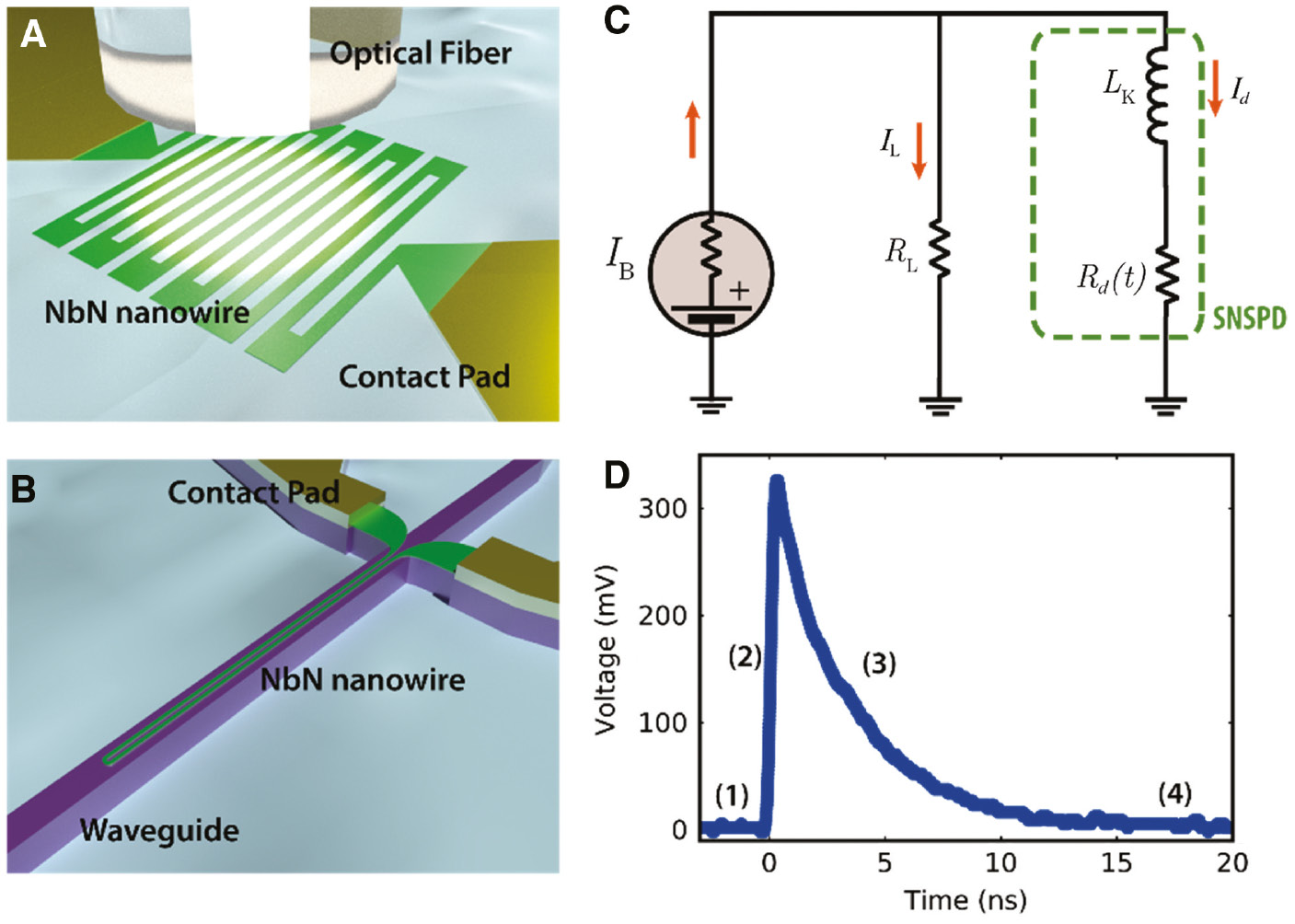 Figure 1: Function of superconducting single photon detectors.(A) Fiber coupled SNSPD. (B) Waveguide integrated SNSPD. (C) Electrical equivalent circuit of an SNSPD. The nanowire can be described as an LR circuit, where LK is the kinetic inductance and Rd is the nanowire resistance. RL is the load resistance, typically equal to 50 Ω. (D) Measured output voltage of an SNSPD. In the superconducting state, all the current flows onto the nanowire with almost no energy dissipation (1). After the absorption of a photon, the nanowire resistance increased to Rd >>RL; therefore, the current will start flowing onto the load resistance RL, allowing to obtain a measurable output voltage signal (2). The carrier recombination occurs at a very fast timescale (typically tenth of picosecond for NbN [16]) and the superconducting state is recovered after a transient time, which depends on the carrier inertia and therefore on the kinetic inductance LK (3). After this time, the biasing condition is fully recovered, and the detector is ready to detect another photon with the original efficiency (4).