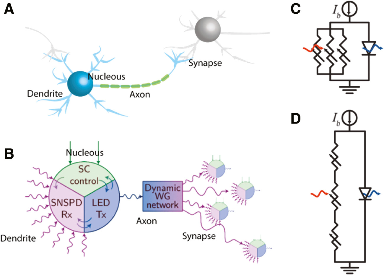 Figure 14: Neuromorphic computing with SNSPDs.(A) Simplified scheme of a neuron. (B) Hybrid nanophotonic and superconducting scheme for neuron mimic. SNSPDs serve as dendrites for the reception of a synaptic signal. Superconducting electronics (SC) controls the signal, and when a threshold is reached, the LED transmits a new light pulse (synapse) that can propagate to the adjacent unit or fan out inside the waveguide network. (C) PND neuron circuit. A detection event in one or more SNSPDs, here depicted as variable resistors, drives the bias current to the parallel LED. When the lasing threshold is reached, a light burst is emitted. (D) SND neuron circuit. Photon absorption in long SNSPDs, depicted as a series of many resistors, generates sections with normal state resistance. With the increase of the absorbed photons, many more sections are switched to the normal state, causing an increase of the LED voltage, producing an optical signal. Figure adapted with permission from [268] © American Physical Society.