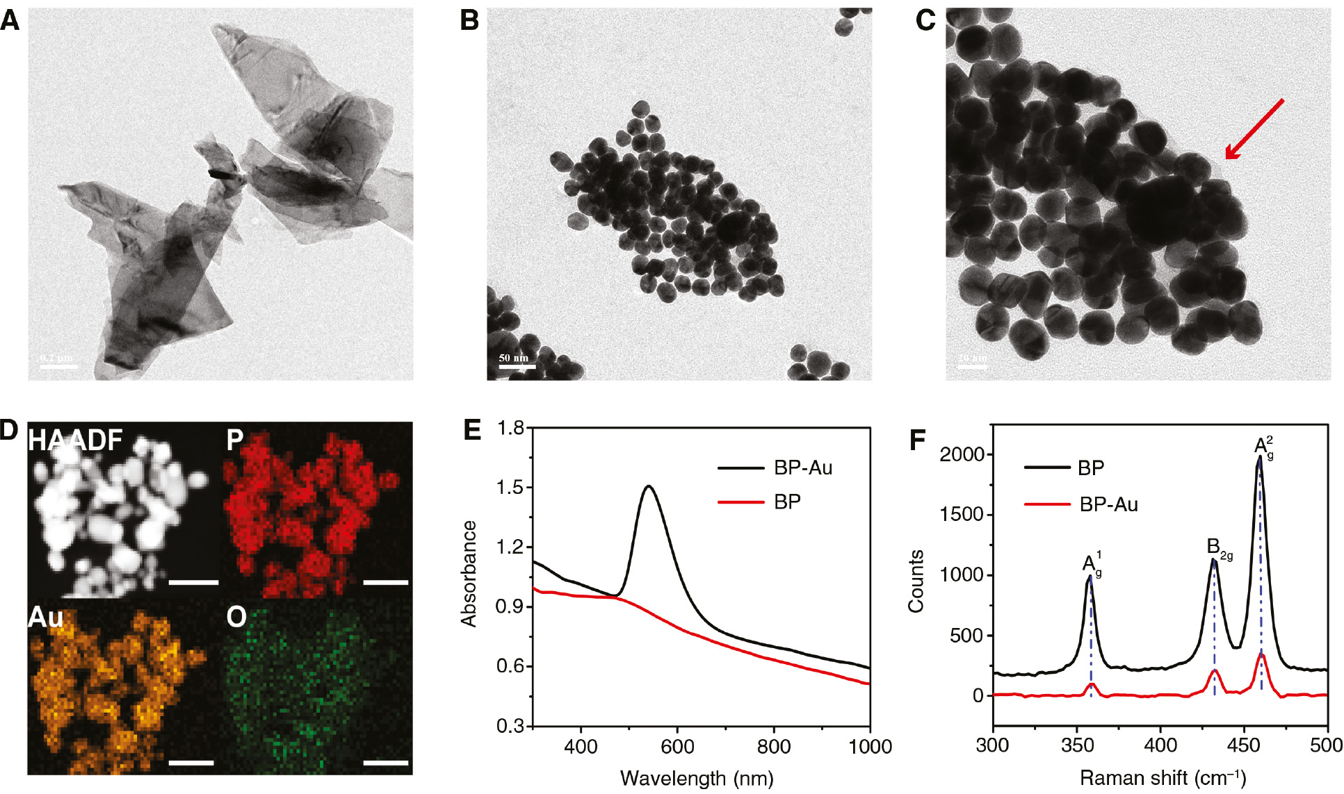 Figure 1: (A) TEM image of BP nanosheets. (B) Overall and (C) enlarged TEM images of BP-Au NSs. (D) EDX elemental mapping of BP-Au nanocomposites. (E) UV-Vis absorption spectra of the BP and BP-Au NSs at the same concentration. (F) Raman spectra of BP NSs and BP-Au NSs.