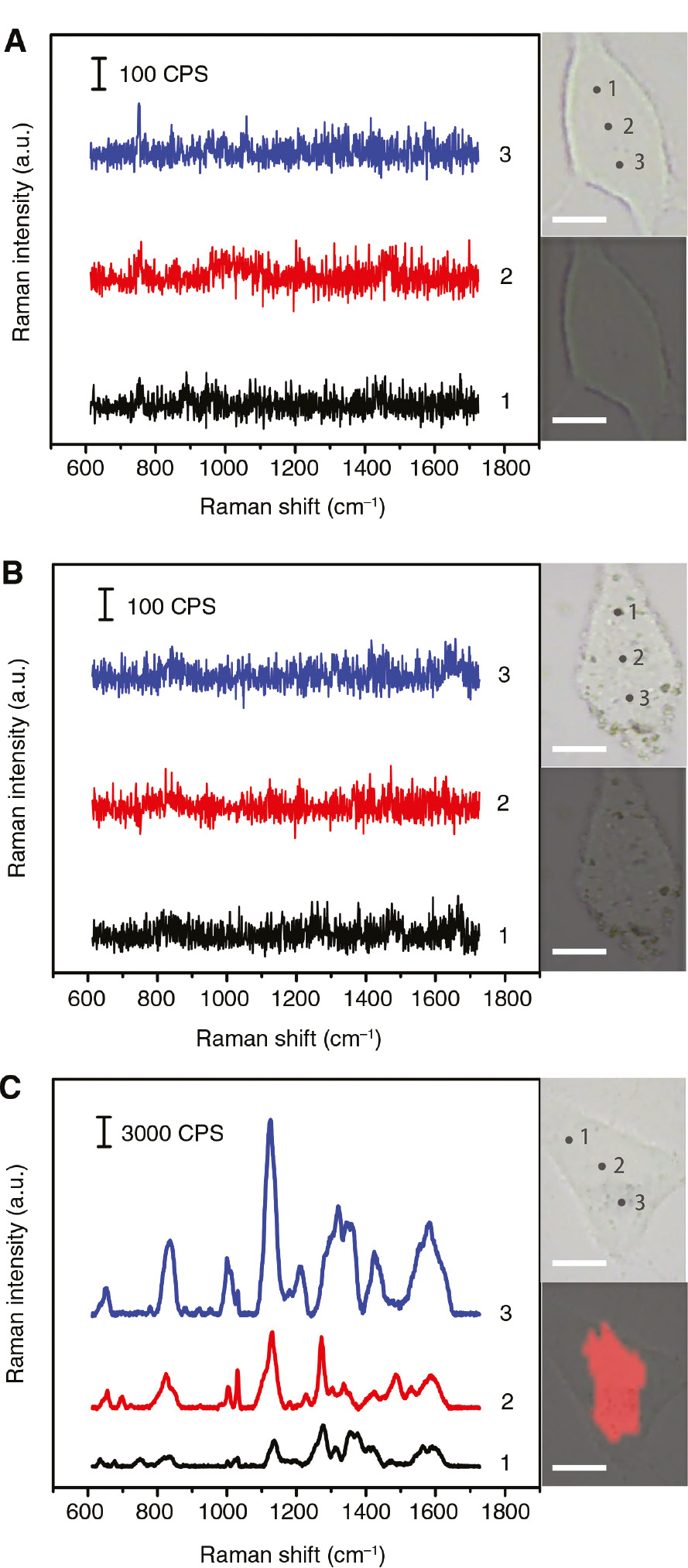 Figure 2: Raman mapping and corresponding spectra of HepG2 cells incubated with (A) fresh medium, (B) BP NSs and (C) BP-Au NSs. Scale bar: 15 μm.