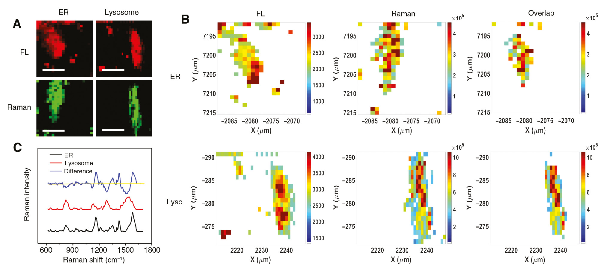 Figure 6: (A) SERS-fluorescence dual-mode imaging analysis of the subcellular localization of BP-Au NSs. Scale bar: 20 μm. (B) Overlap analysis of the FL and SERS images. (C) SERS spectra extracted from the ER and lysosome of HepG2 cells.