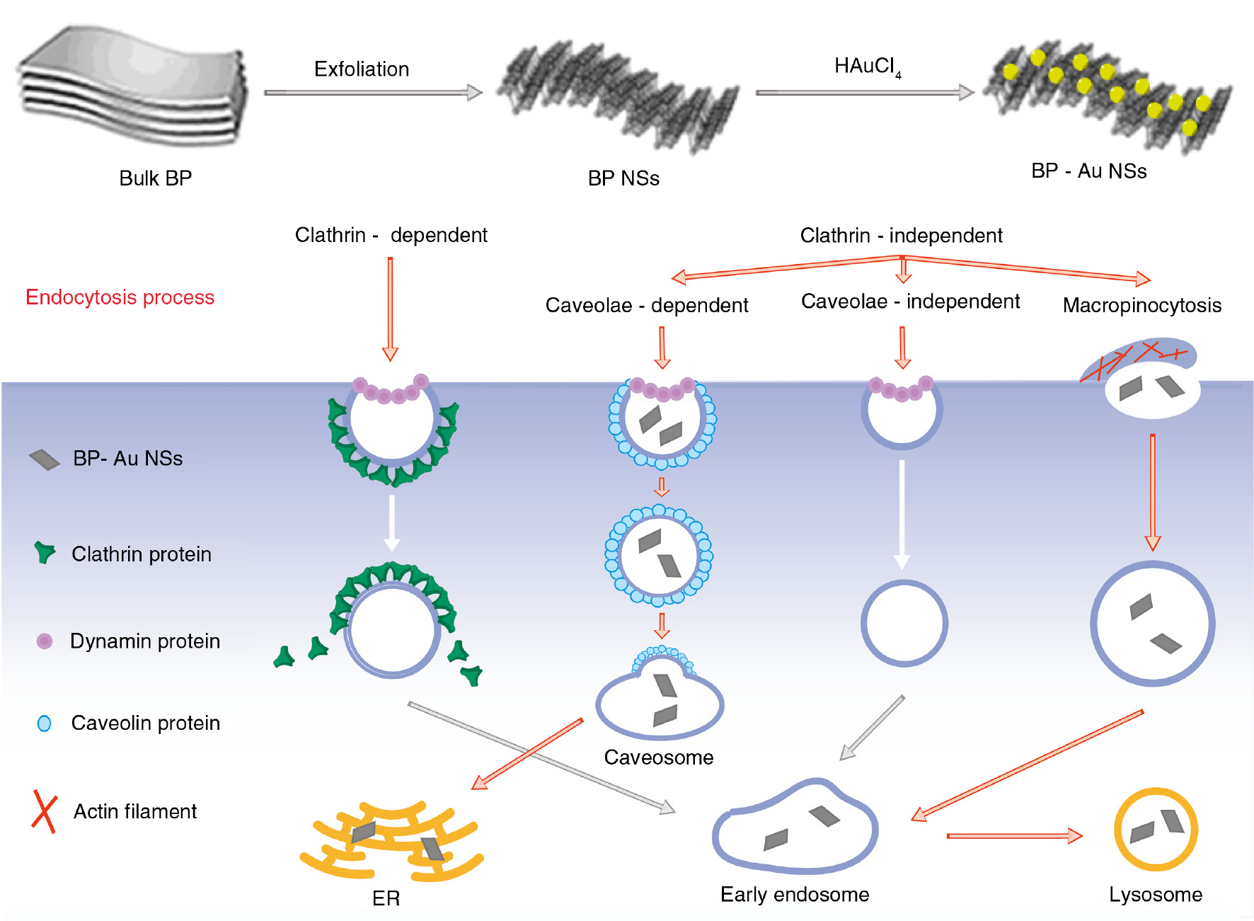Scheme 1: Schematic illustration of synthetic process of BP-Au NSs and the endocytosis pathways in cancer cells.