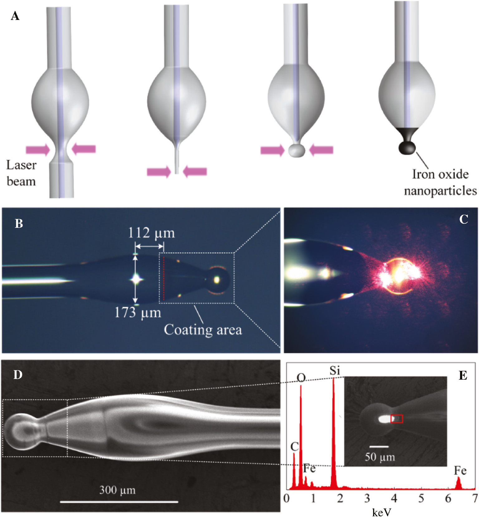 Figure 2: Fabrication process and characterization of the proposed silica microbottle cavity.(A) Fabrication process of the proposed silica microbottle cavity. (B) Optical micrograph of the higher-Q microbottle cavity with a short and spherical end. (C) Close-up view of the coating area. (D) SEM micrograph of the higher-Q microbottle cavity. (E) Measured energy dispersive X-ray (EDX) spectroscopy of the tapered area coated with iron oxide nanoparticles. Inset: close-up SEM micrograph of the coating area.