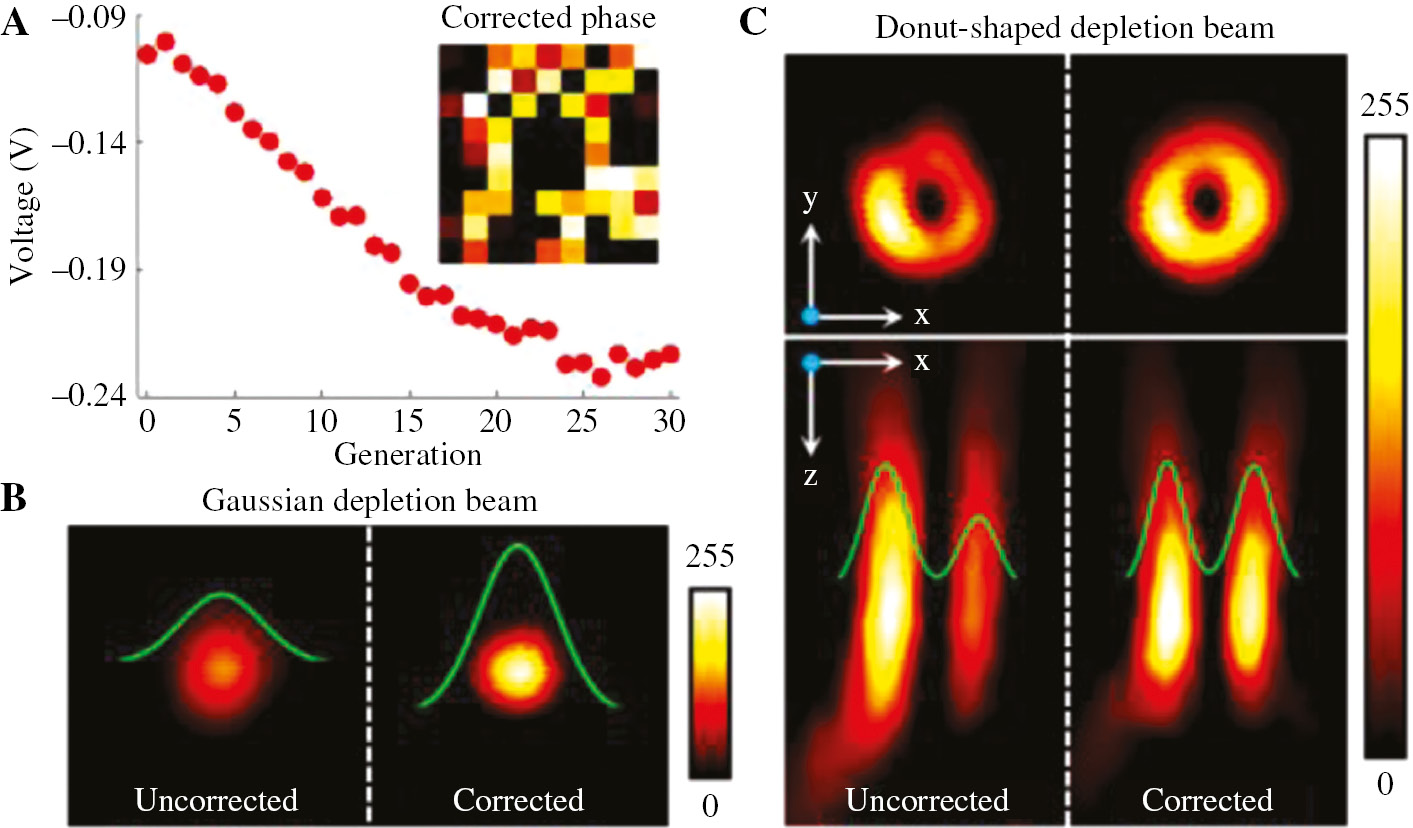 Figure 3: The correction of system-induced aberration by genetic algorithm.(A) The voltage change during the correction and the final corrected phase. (B, C) The comparison of scattering images of a gold nanoparticle between before and after aberration correction illuminated by Gaussian and donut-shaped depletion beam, respectively. Notes: green profiles in (B) and (C) are respective fit curves of normalized intensity.
