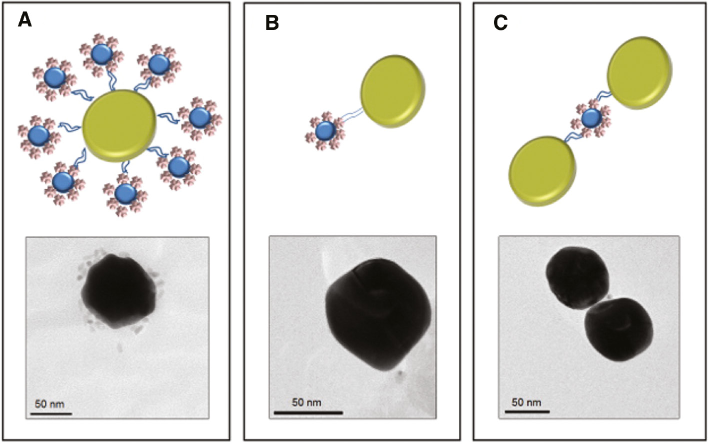 Figure 2: Depiction and corresponding TEM images of structures formed from AuNPs functionalized with ssDNA strands that are then hybridized with QDs.(A) AuNP functionalized with many strands of ssDNA. (B) AuNP functionalized with a single ssDNA strand and then hybridized with ssDNA functionalized QDs. (C) Trimer formed between two singly functionalized AuNPs linked to a QD. Adapted from Ref. [52]. Copyright 2012 American Chemical Society.
