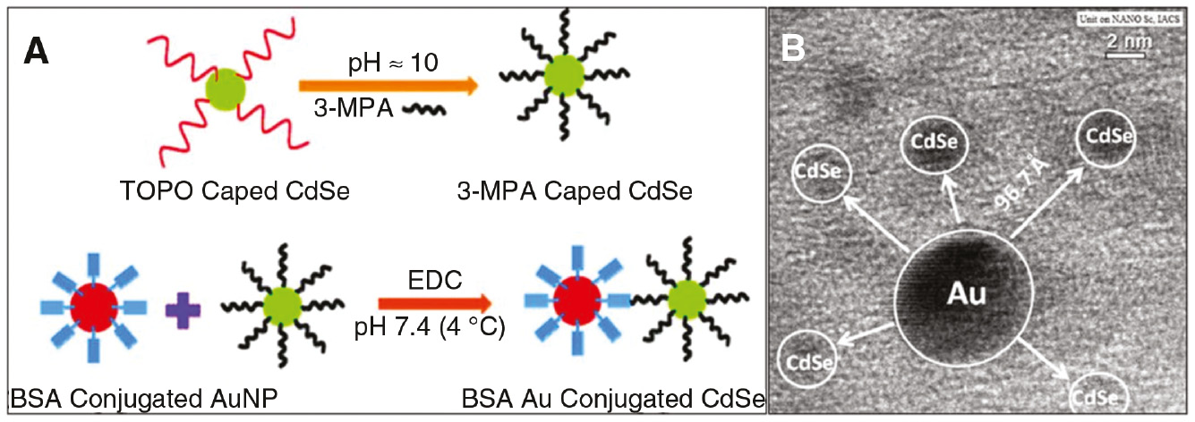 Figure 3: Biomolecular linking of AuNPs and CdSe QDs.(A) Reaction scheme linking CdSe QDs to BSA functionalized AuNPs through EDC coupling. (B) TEM image depicting an AuNP linked to CdSe QDs through BSA. Adapted from Ref. [64]. Copyright 2010 American Chemical Society.