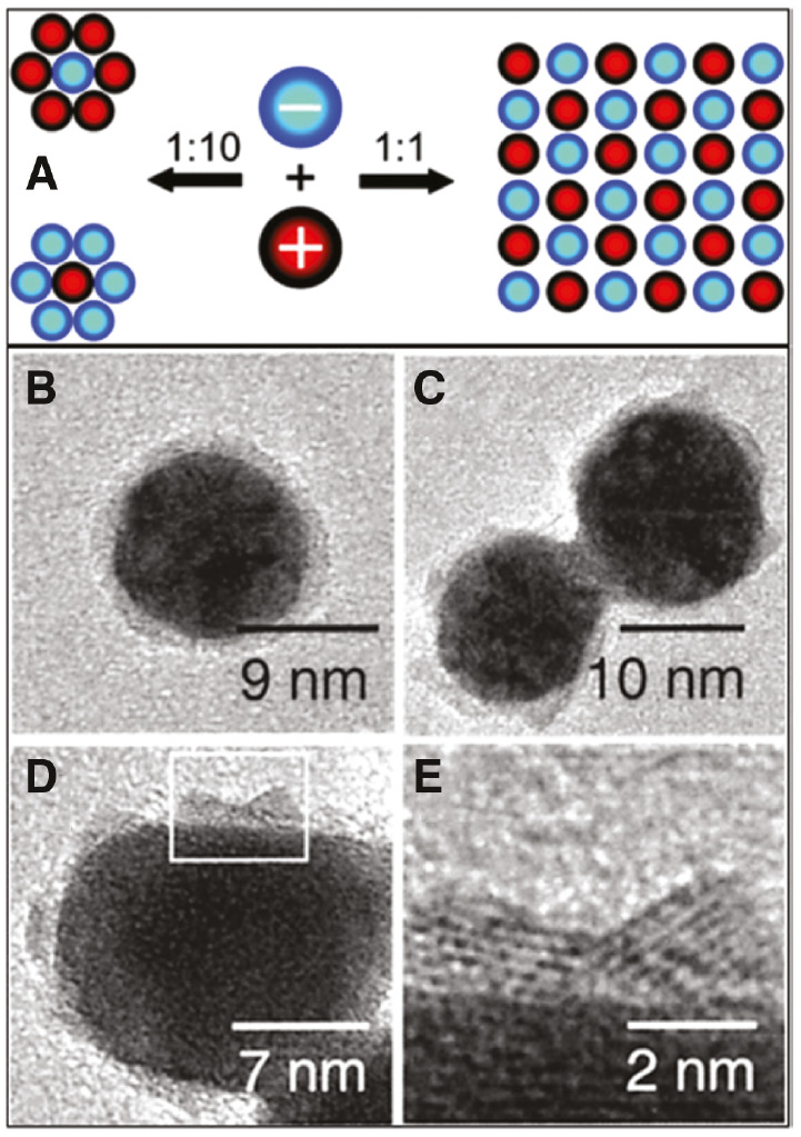 Figure 4: Self-assembly of AuNPs and CdS QDs.(A) Schematic depicting two possible self-assembly routes: a 1:10 ratio of oppositely charged nanoparticles, which leads to isolated particles surrounded by a layer of oppositely charged particles, or a 1:1 ratio, which leads to a large interconnected network. (B–E) High-resolution TEM images depicting AuNPs with a layer of CdS QDs coating the surface. Adapted with permission from Ref. [36]. Copyright 2002 American Chemical Society.