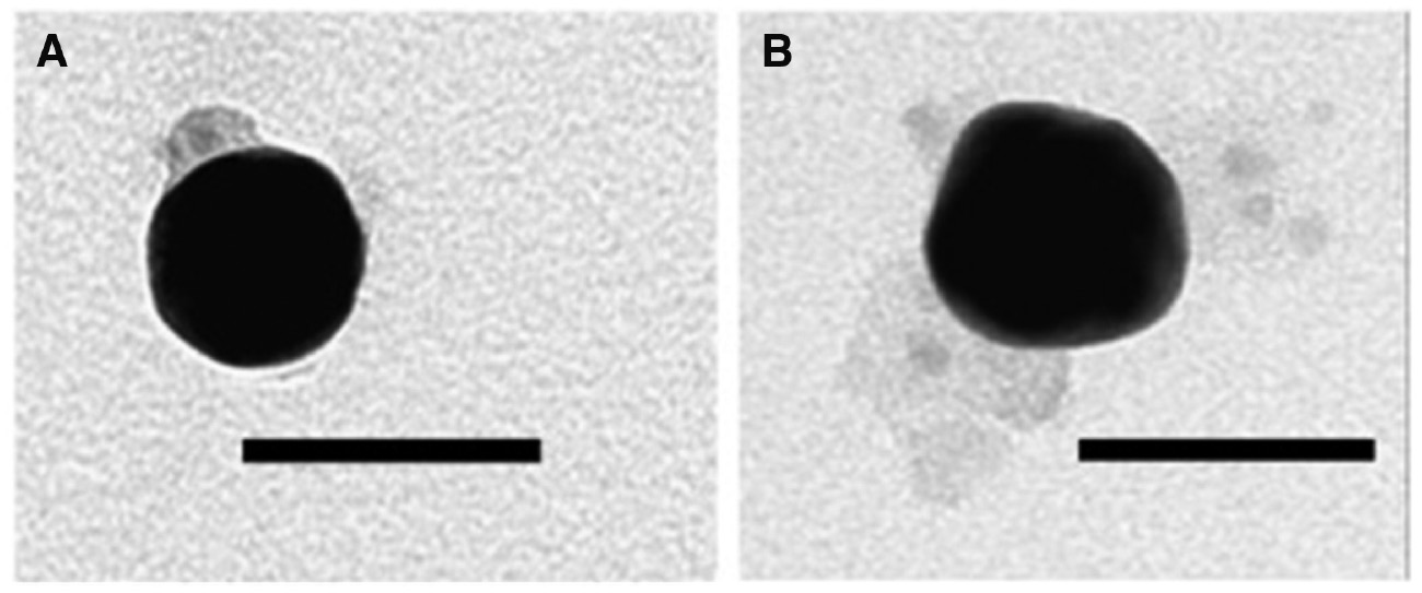 Figure 5: AuNPs attached to PI-b-PEG coated CdSe QDs through thiol ligand-induced self-assembly.(A) Polymer shell is 10 nm thick. (B) Polymer shell is 15 nm thick. Scale bars are 50 nm. Adapted with permission from Ref. [39]. Copyright 2016 American Chemical Society.
