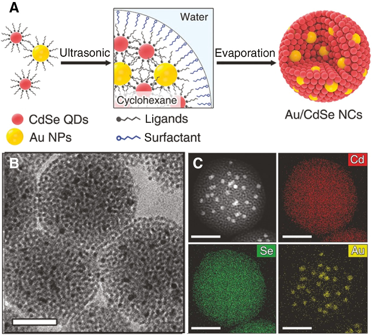 Figure 6: Preparation of nanoassemblies of AuNPs and CdSe QDs through the formation of emulsions.(A) Illustration of the process. Hydrophobic nanoparticles in cyclohexane are mixed with water and sonicated to form emulsions. (B) TEM image of emulsions containing AuNPs and CdSe QDs. (C) High-angle annular dark-field STEM image and corresponding EDS images for Cd, Se, and Au. Adapted with permission from Ref. [81]. Copyright 2017 John Wiley and Sons.