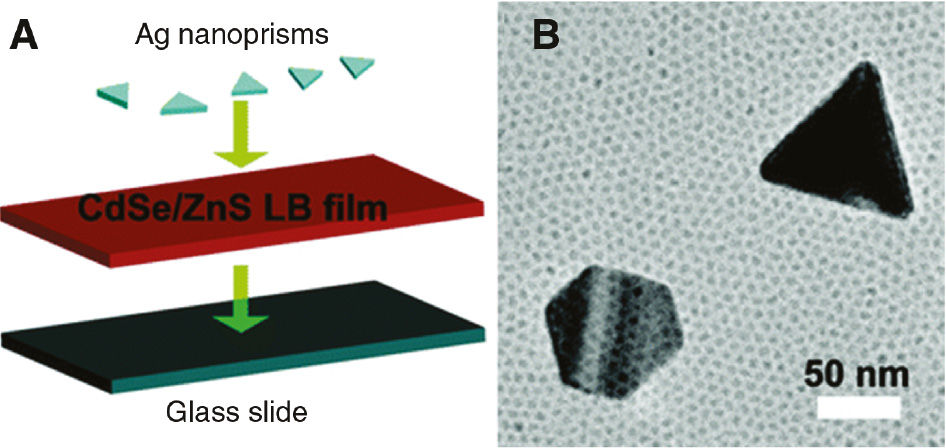 Figure 10: Layer-by-layer deposition of CdSe/ZnS QDs and Ag nanoprisms.(A) Scheme depicting the deposition of an LB film of CdSe/ZnS QDs onto a glass slide followed by silver nanoprisms. (B) TEM image showing silver nanoprisms overtop the film of CdSe/ZnS QDs. Reprinted with permission from Ref. [23]. Copyright 2010 American Chemical Society.