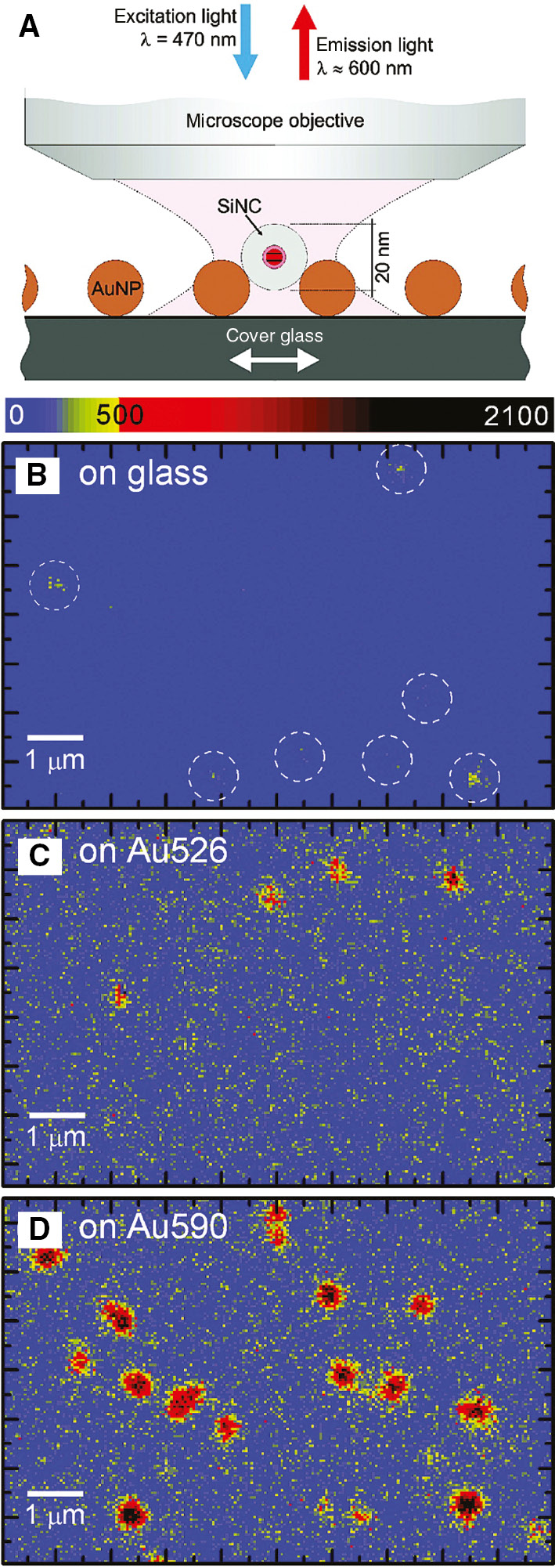 Figure 12: Layer-by-layer deposition of AuNPs and silica-coated CdSe QDs.(A) Schematic depiction of LbL assembly of silica-coated QDs directly onto AuNPs on a glass substrate. The thickness of the silica shell determines the distance separating the QD from the AuNP. (B and C) Fluorescence microscopy images of CdSe QDs on (B) bare glass, (C) glass with a layer of AuNPs absorbing at 526 nm, and (D) glass with layer of AuNPs absorbing at 590 nm. Reprinted with permission from Ref. [106]. Copyright 2010 American Chemical Society.