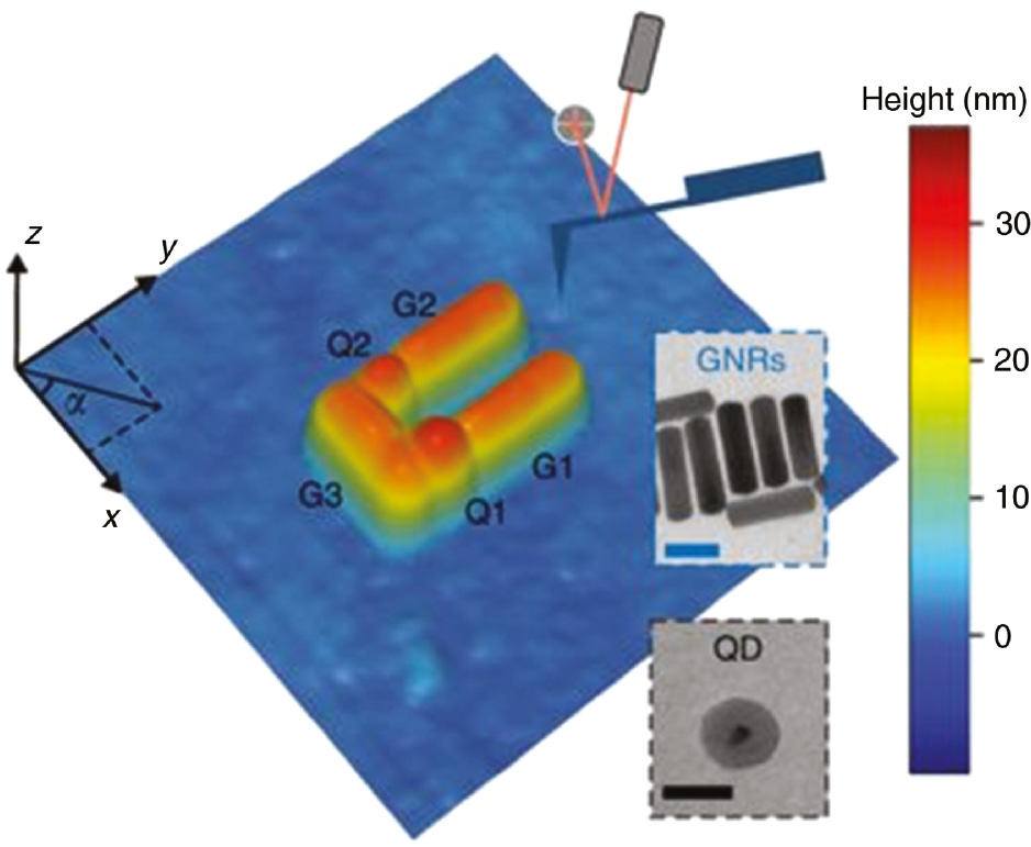Figure 13: AFM topographical image of the U-shaped structure of three AuNRs and two silica coated QDs, illustrating the ability of nanomanipulation to make precise and complex arrangements of particles.Adapted with permission from Ref. [122]. Copyright 2018 Nature Publishing Group.