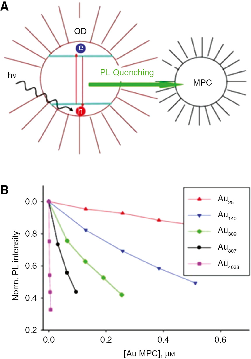 Figure 14: Fluorescence quenching of QDs by plasmonic nanoparticles.(A) Energy transfer process that leads to quenching in QDs near PNPs. Light excites an electron in a QD, creating an electron-hole pair. During the recombination event, energy normally released as fluorescence is instead transferred to the surface plasmon resonance in the PNP. (B) Observed fluorescence intensity of CdSe QDs versus AuNP concentration of various size AuNPs, ranging from 1.1 nm (red line) to 4.9 nm (purple line). Adapted with permission from Ref. [72]. Copyright 2008 American Chemical Society.