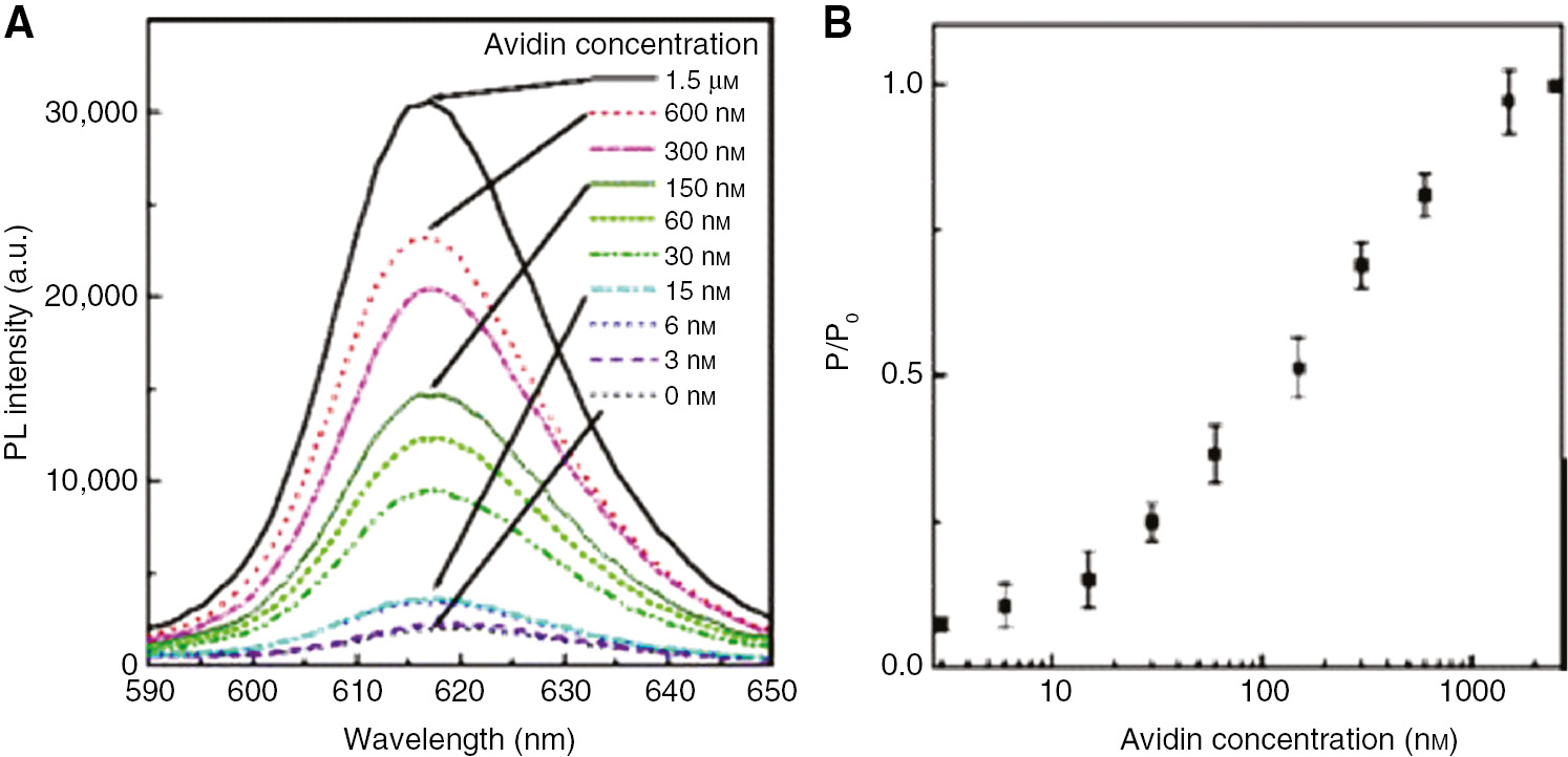 Figure 23: Detection of avidin using biotin-AuNPs and streptavidin-QDs.(A) Increase in fluorescence intensity with increasing avidin concentration for a system consisting of streptavidin-functionalized QDs interacting with biotin-functionalized AuNPs. In the absence of avidin, the biotin and streptavidin interact, leading to the quenching of the QD. Avidin addition causes the displacement of the AuNPs and fluorescence is restored. (B) Fluorescence intensity vs. avidin concentration, showing the sensitivity and detection ability of the system. Reprinted with permission from Ref. [57]. Copyright 2005 American Chemical Society.