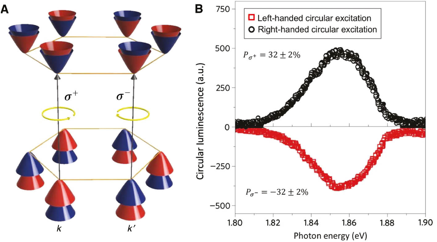 Figure 4: Valley-dependent optical selection rules in TMD monolayers.(A) Schematic of electronic band structure of TMD monolayer near the K and Kʹ points in the Brillouin zone. The colors of the bands represent spin orientations (red: spin down, blue: spin up), which determine the optical selection rules. The optical transitions at the K and Kʹ valleys are excited by the right-handed (σ+) and left-handed (σ−) circularly polarized light, respectively. (B) Circularly polarized PL spectra of MoS2 monolayer under σ+ (black circle) and σ− (red square) optical pumping at 1.96 eV and T=10 K. Panel (B) is adapted with permission from Ref. [22], Nature Publishing Group.