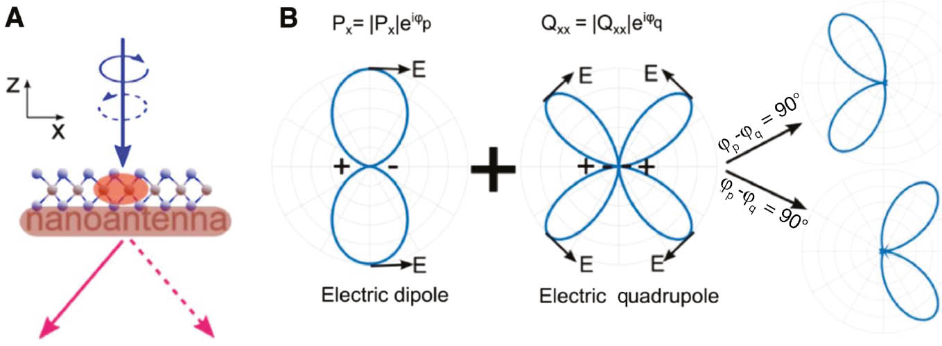 Figure 9: Directing valley-dependent emission using a nano-antenna.(A) Schematic of TMD layers coupled to a double-rod nano-antenna, which separates emission from opposite valleys. (B) The directional emission is due to the interference between the electric fields from an electric dipole and quadrupole. The direction is determined by the relative phase of the dipole and quadrupole. Panels are adapted with permission from Ref. [116], Beilstein-Institut zur Förderung der Chemischen Wissenschaften.