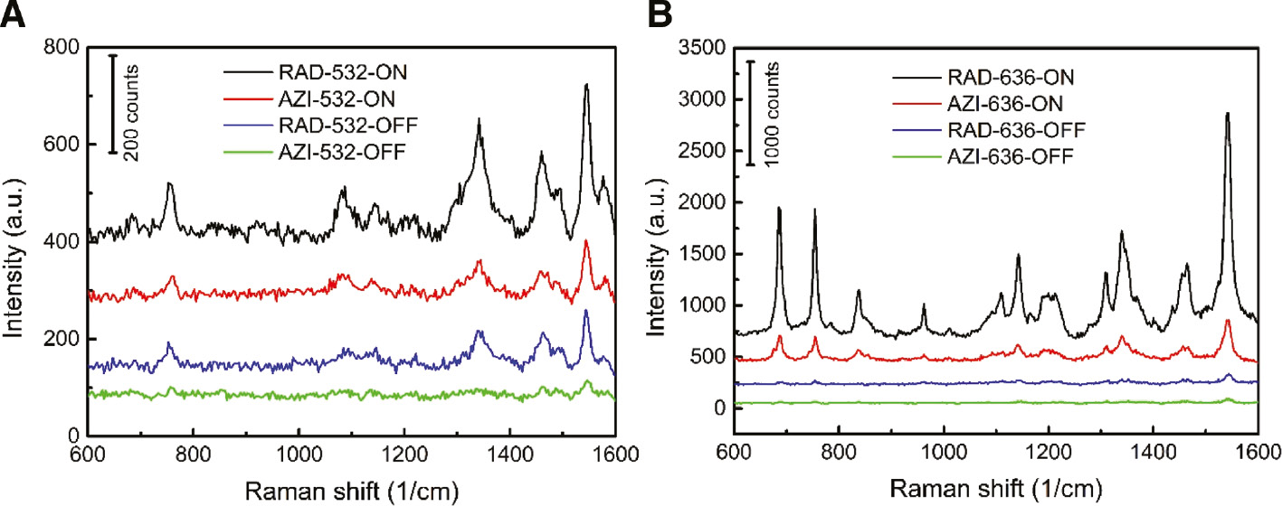 Figure 3: SERS spectra of CoPc on nanostructured Au.SERS spectra taken at different excitation wavelengths, namely (A) 532 nm and (B) 636 nm, incident polarizations, and locations. “ON” stands for spectra recorded from rectangular shaped bright areas, and “OFF” indicates the spectra recorded outside. The abbreviations “RAD” denotes the radially polarized mode, while “AZI” is the azimuthally polarized mode. Excitation power is 200 μW, and integration time is 60 s. The background of each spectrum is subtracted.