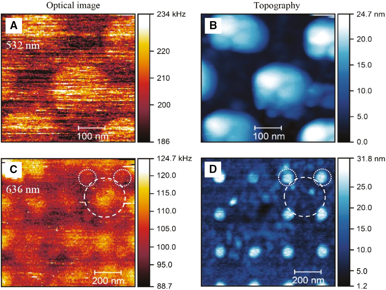 Figure 5: TERS images of CoPc at different excitation wavelengths.TERS images recorded with (A) 532 nm excitation and (C) 636 nm excitation. (B) and (D) are the simultaneously recorded topographic images, respectively. Excitation power at the sample is ~ 200 μW for both 532 and 636 nm excitations. The incident polarizations for both 532 and 636 nm are radial.