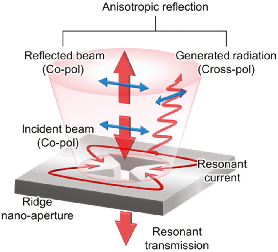 Figure 1: Schematic of the anisotropic reflection from a ridge nano-aperture.The direction of each polarization is represented by blue arrows. When the aperture is illuminated by a linearly polarized beam which is parallel to the aperture ridge (copolarization), a plasmonic resonance occurs by the interaction between the aperture and the incident light. This resonance creates a resonant transmission that passes through the aperture and a resonant current that oscillates around the aperture outline. Copolarization reflection shows a negative correlation with the resonance, because the reflection and resonant transmission have a trade-off relationship with each other. On the contrary, cross-polarization reflection shows a positive correlation with the resonance, because it is generated by radiation from the perpendicular component of an oscillating resonance current induced by the plasmonic resonance.