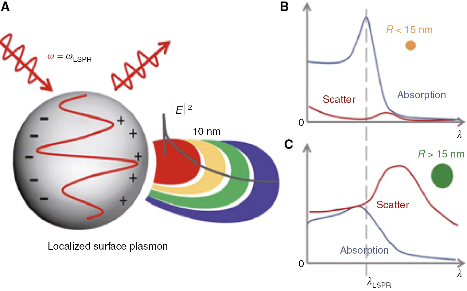 Figure 1: LSPR oscillation and optical properties.(A) LSPR exists when the electron oscillations are in phase with the incident light frequency at the nanoscale (<wavelength of light). The collective oscillations result in enhancement of local EM field and sharp spectral response (scattering and absorption). (B) For nanoparticles smaller than 15 nm, spectral response is dominated by absorption. (C) For nanoparticles larger than 15 nm, spectral response is dominated by scattering (A, B and C reproduced from [78] with permission from The Royal Society of Chemistry).