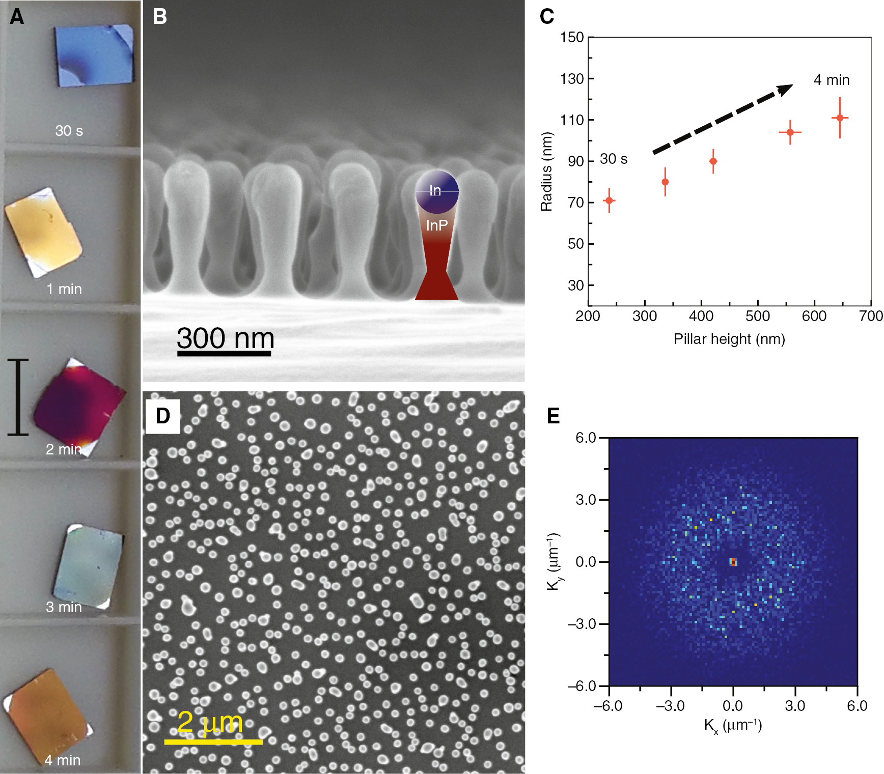 Figure 1: Morphology and spatial distribution of DNPAs.(A) The camera images showing the reflective colors from different In/InP DNPAs fabricated by ion sputtering for different time durations. The scale bar on the 2 min sample image corresponds to 1 cm. (B) Representative cross-sectional scanning electron microscope (SEM) image of the In/InP nanopillars. The inset shows a simple schematic of the formed nanopillar with In-rich capping. (C) Relations between the nanopillar radii (as measured from top-view SEM) and their heights. (D) Representative top view SEM image of the In/InP nanopillars suggesting a disordered spatial arrangement. (E) The FFT of the SEM image in (D) is isotropic, demonstrating the disordered spatial arrangement of the nanopillars; the spatial frequencies span the visible wavelength region.