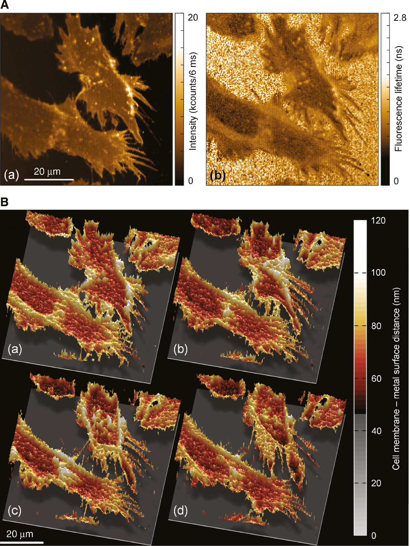 Figure 3: Height profiling of the basal membrane of adherent cells.(A) Simultaneously acquired fluorescence intensity (a) and lifetime (b) images of the basal membrane of living MDA-MB-231 cells grown on a gold-covered glass substrate and stained with CellMask Deep Red plasma membrane stain (Invitrogen). (B) Three-dimensional profiles computed from fluorescence lifetime images sequentially recorded with 10-min delays. Data taken from [37].
